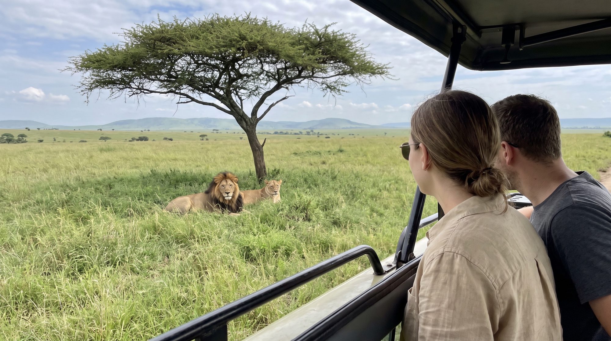 Frau und Mann im Safarifahrzeug beobachten einen Löwen und eine Löwin unter einer Schirmakazie