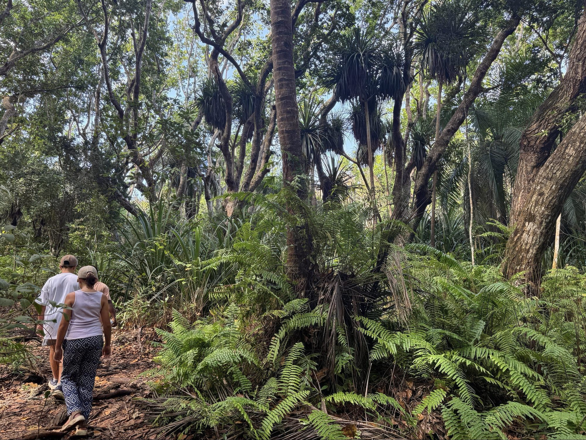 Couple hiking through the rainforest of Jozani Forest on Zanzibar