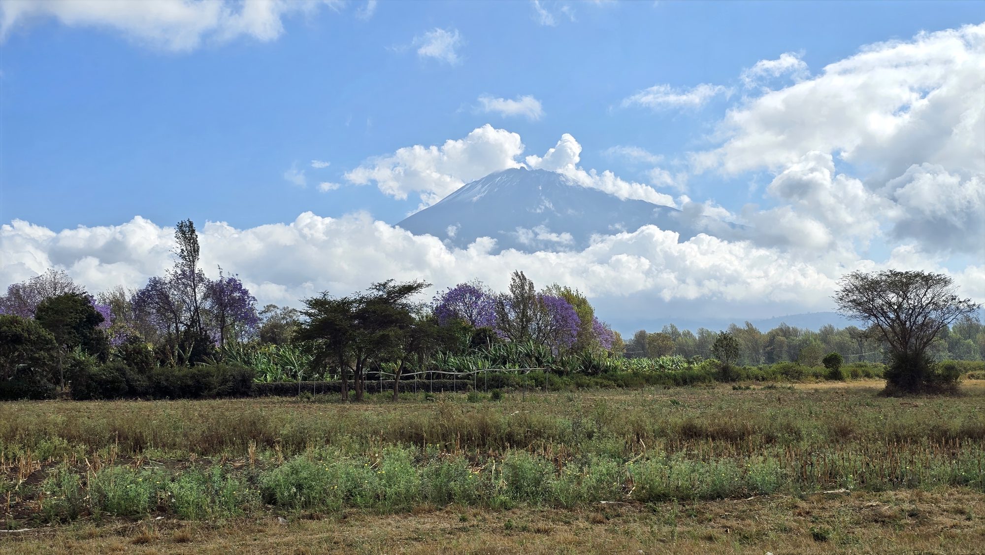 Monte Meru por encima de las nubes, con jacarandás en flor en primer plano, cerca de Arusha