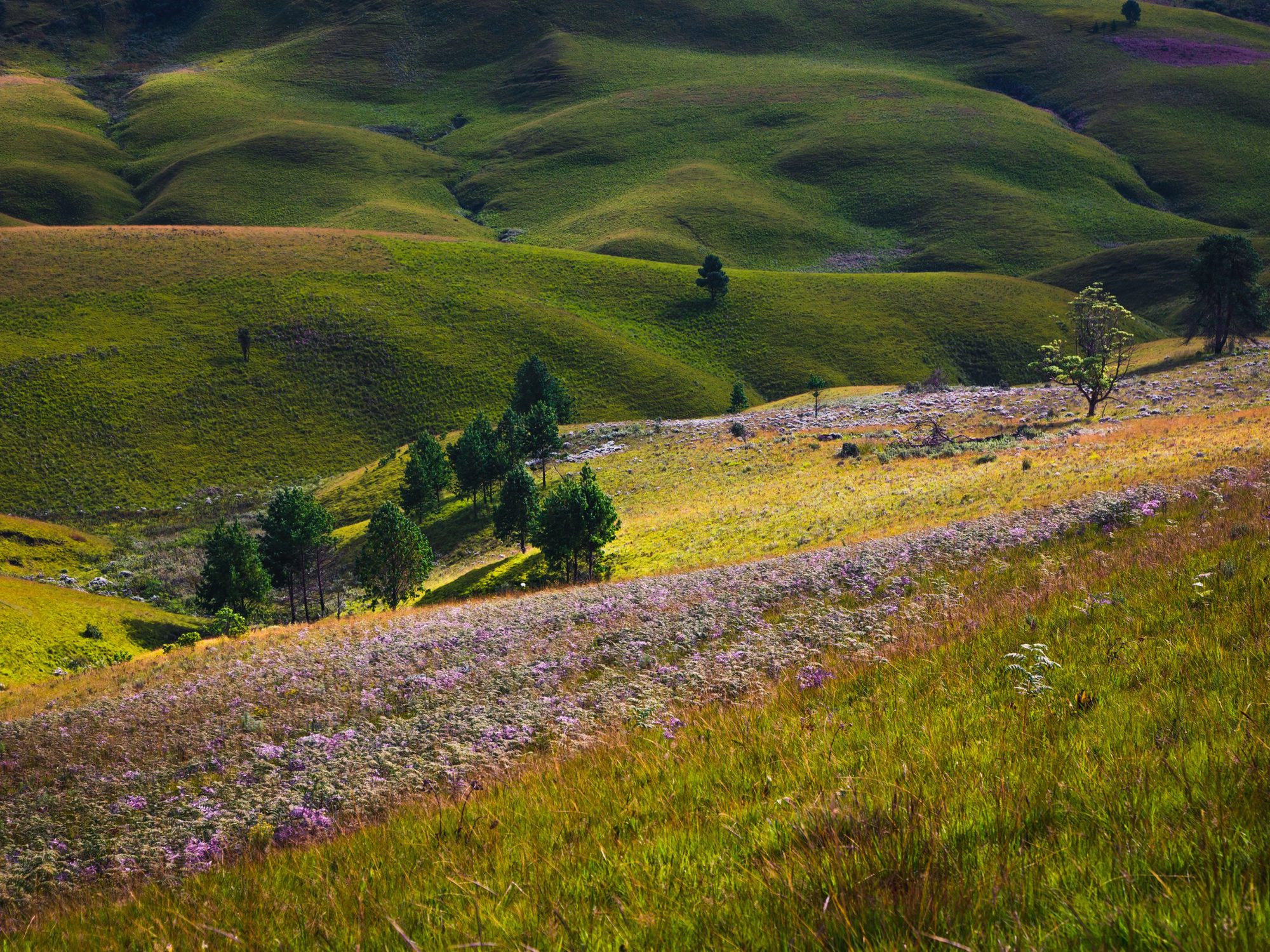Green hills with violet-flowering wildflowers in Kitulo National Park