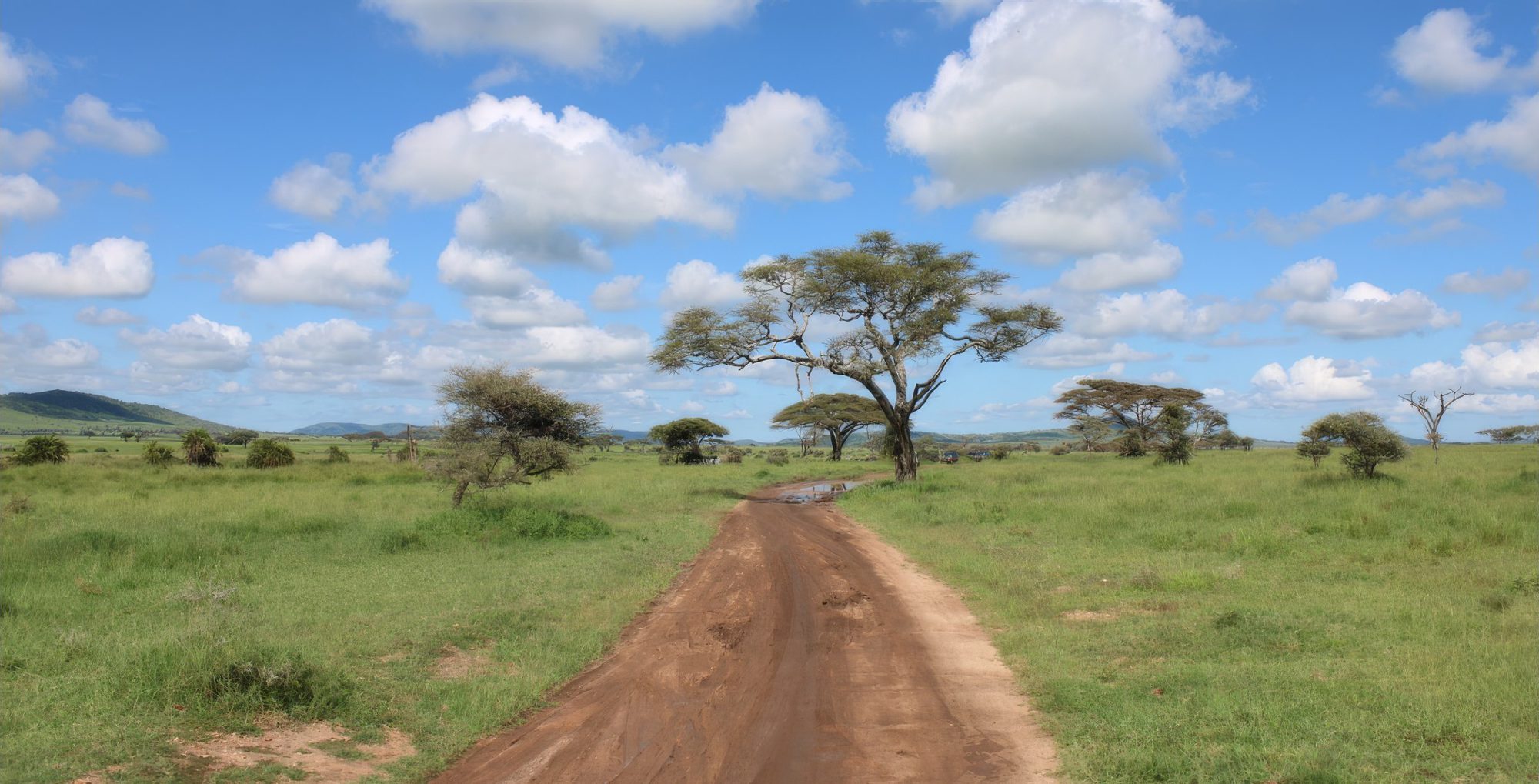 Pista de tierra marrón rojiza con un charco en la sabana verde hacia una acacia en el centro del Serengeti