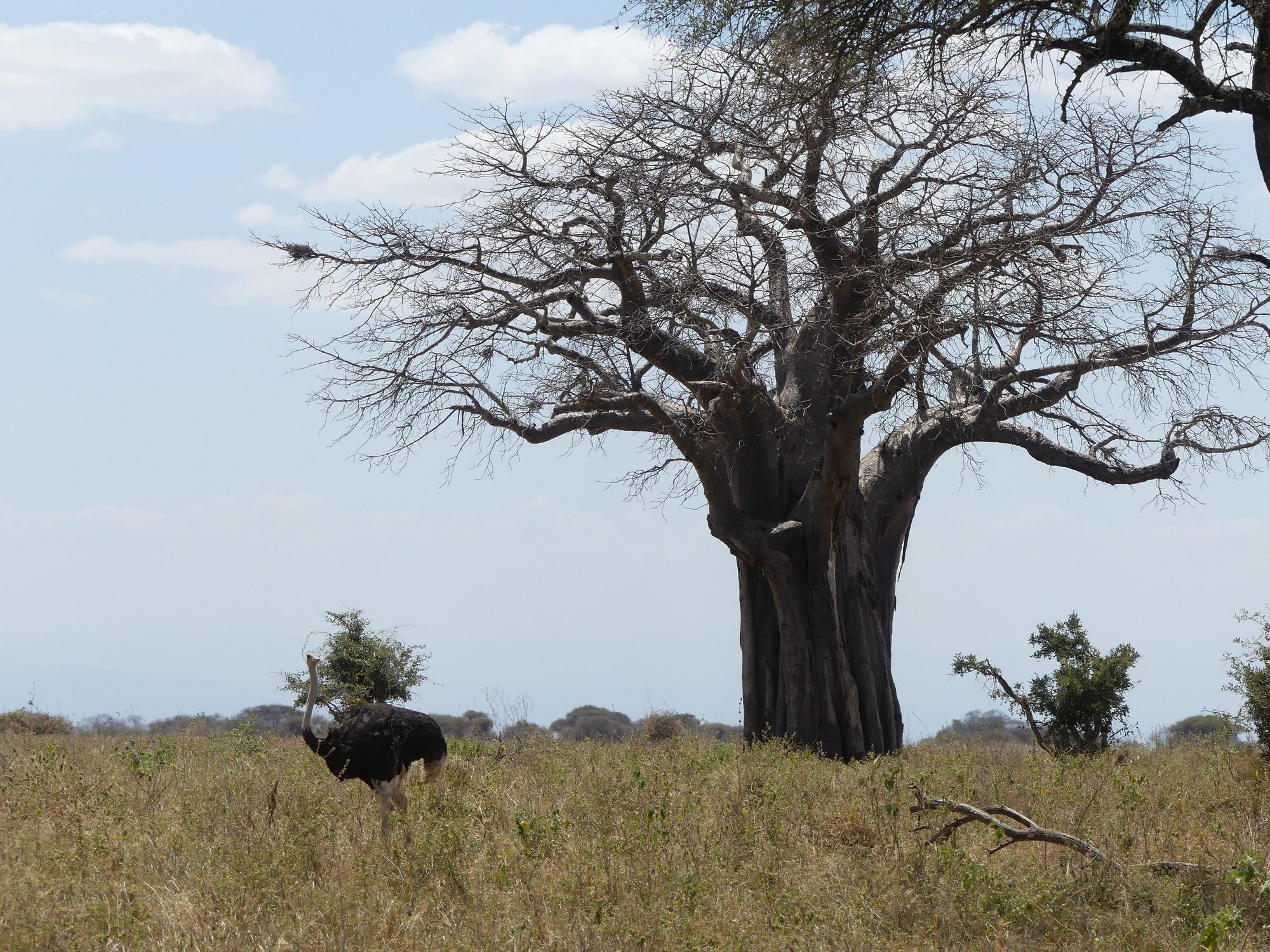 Baobab grande y sin hojas en una sabana de hierba seca con un avestruz macho en Tarangire