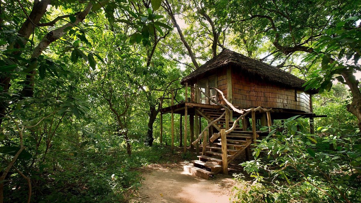 Baumhaus mit Holztreppe in dichter Waldvegetation
