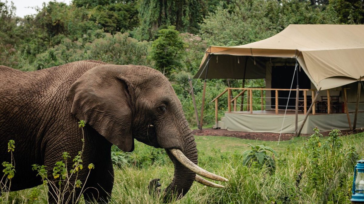 Elefant nahe einem Zelt im Grünen