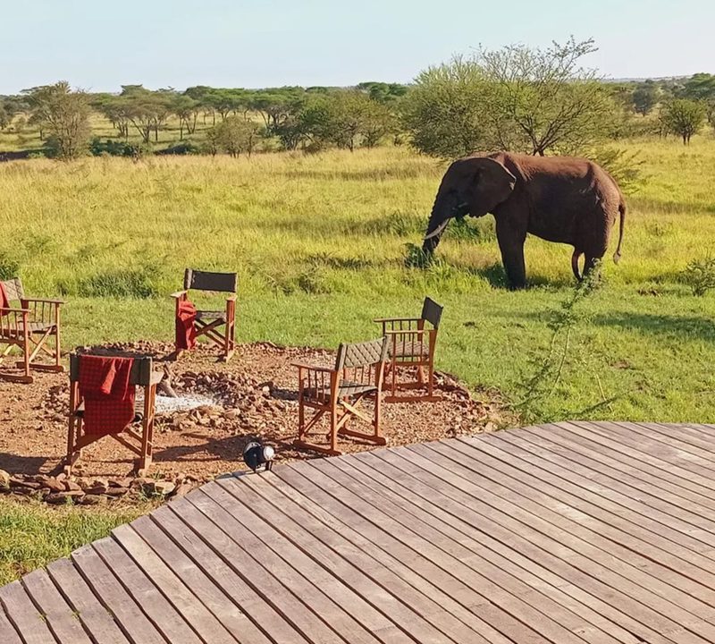 Terraza con sillas y elefante en la sabana