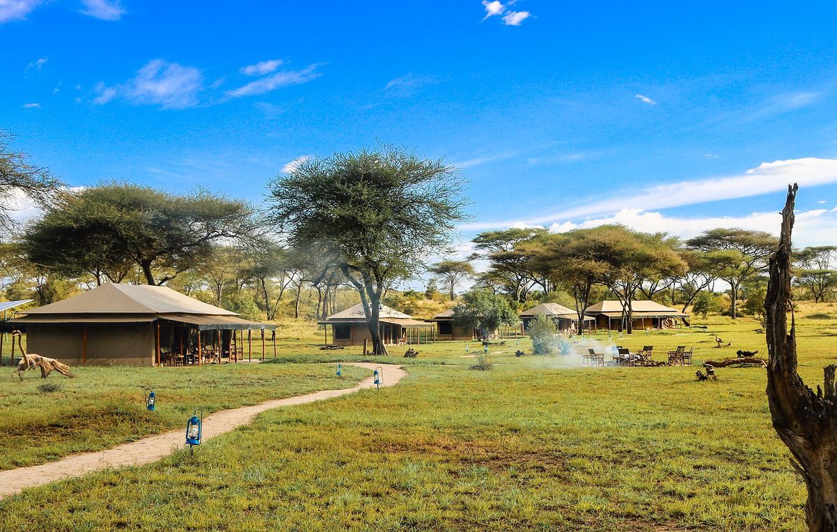 Tiendas del Baobab Central Serengeti Camp bajo acacias, camino con faroles a través del pastizal