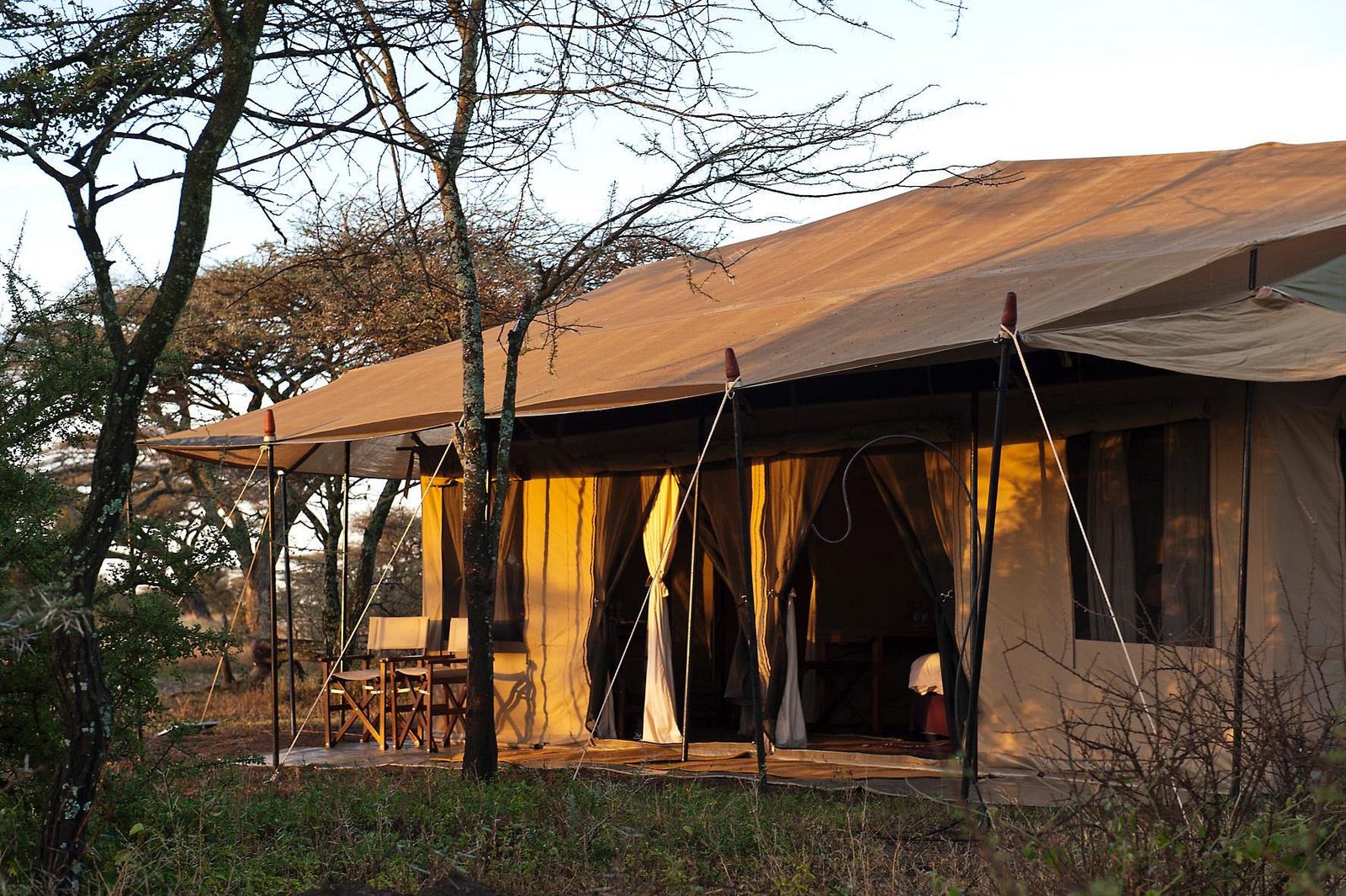 Tienda del Ndutu Under Canvas Tented Camp con porche y sillas entre acacias a la luz de la tarde