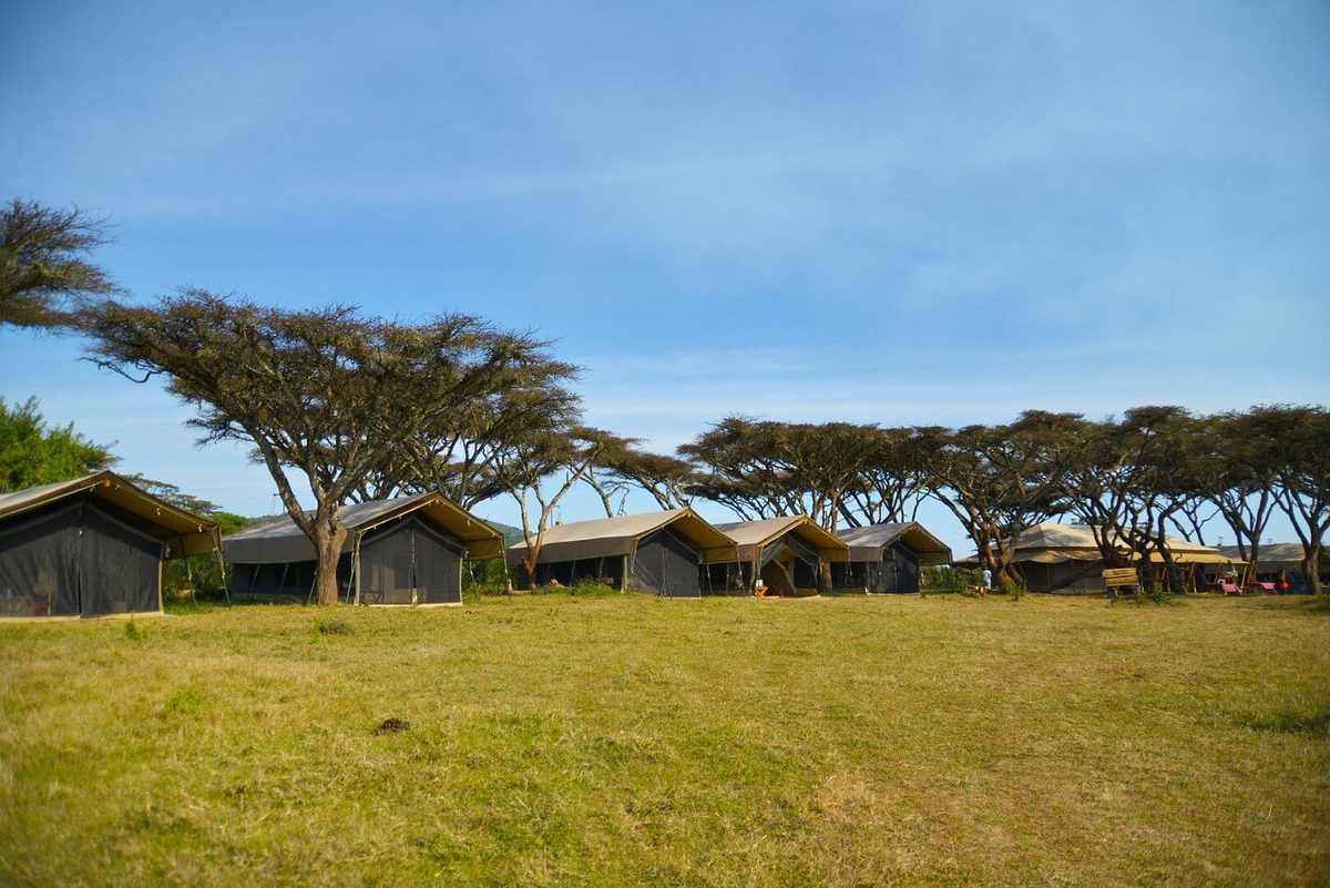 Reihe von Zelten des Ngorongoro Kuhama Camp unter Schirmakazien auf einer Wiese