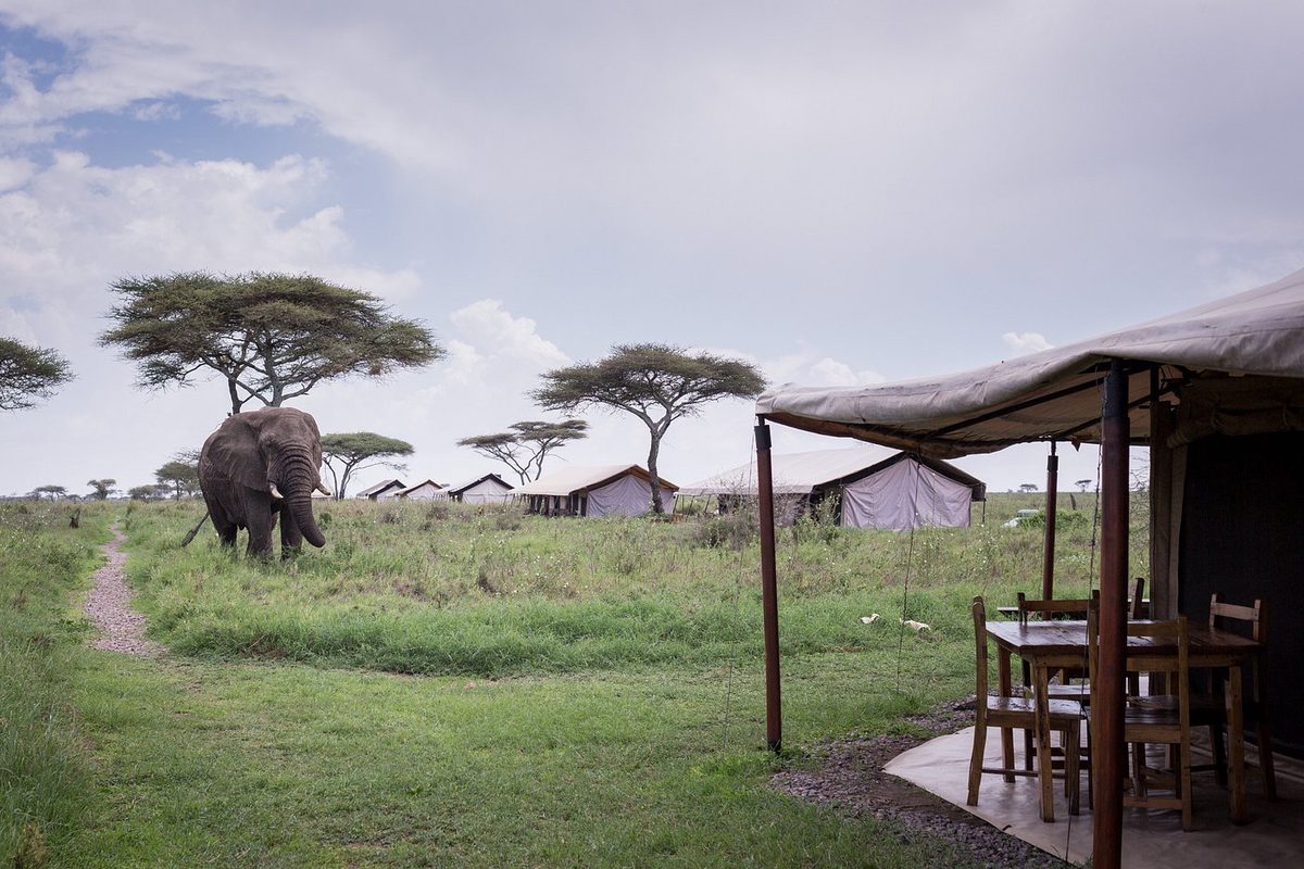 Elefante pastando junto a las tiendas del Serengeti Mawe Tented Camp con zona de estar techada bajo acacias paraguas