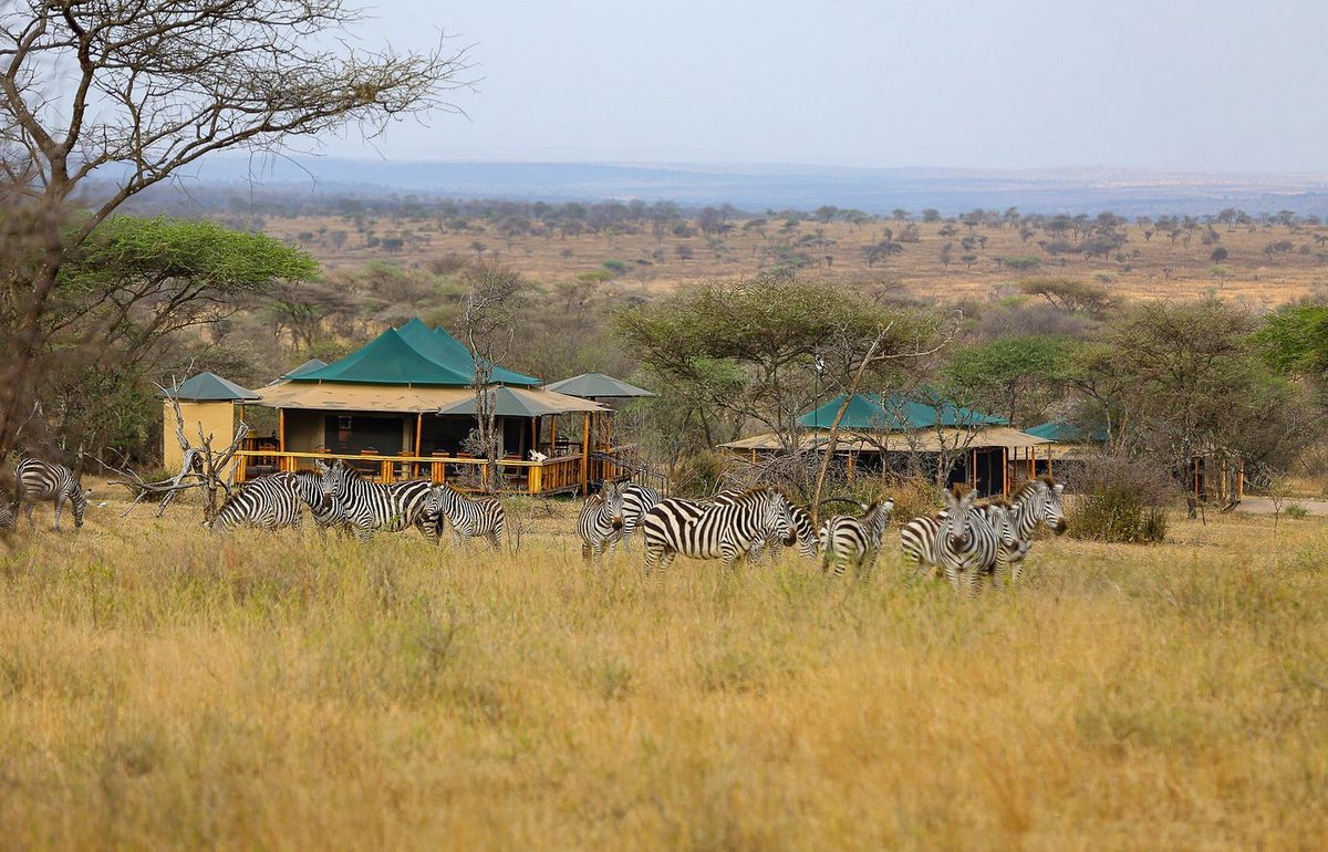 Tiendas del Serengeti Sound Of Nature Tented Camp con techos verdes y manada de cebras en el pastizal
