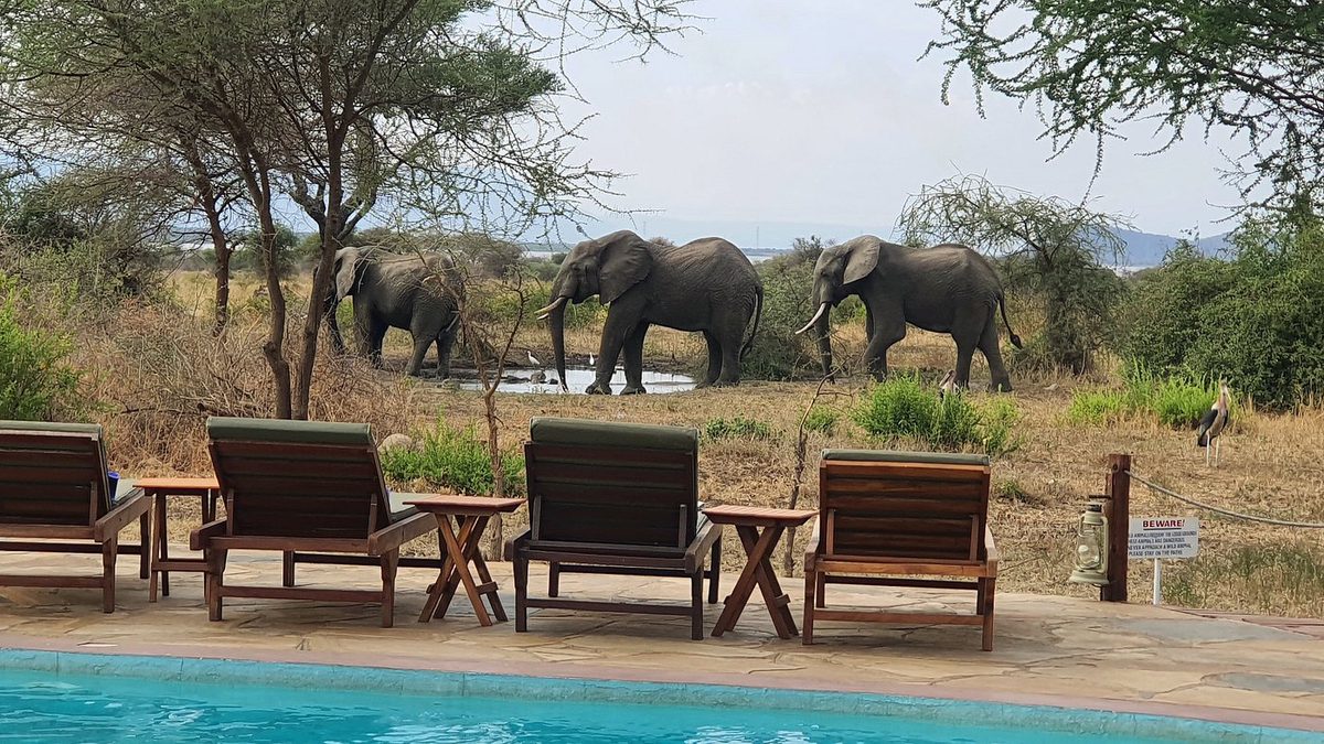 Piscina de la Tarangire Simba Lodge con tumbonas, detrás tres elefantes en el abrevadero