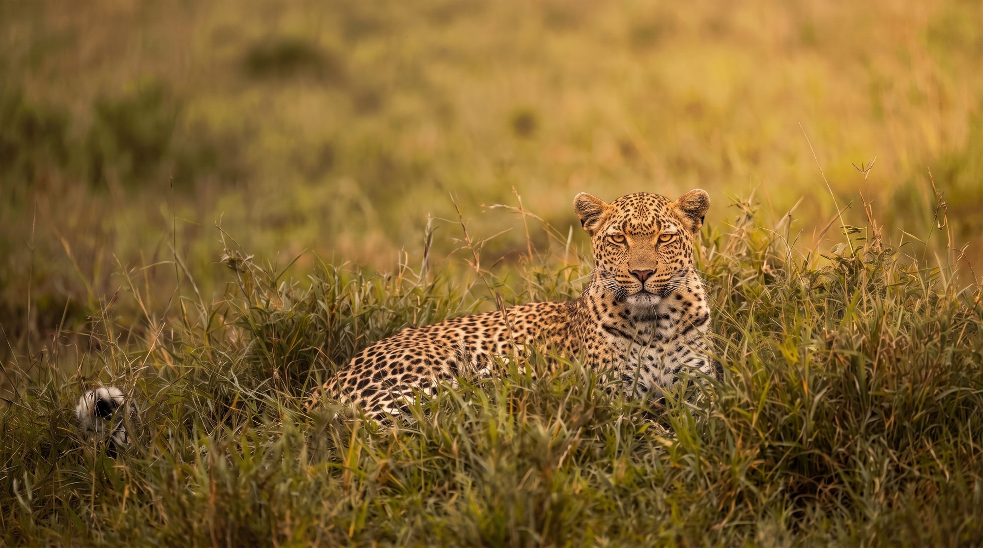 Leopard liegt mit erhobenem Kopf im hohen Gras und blickt in die Kamera