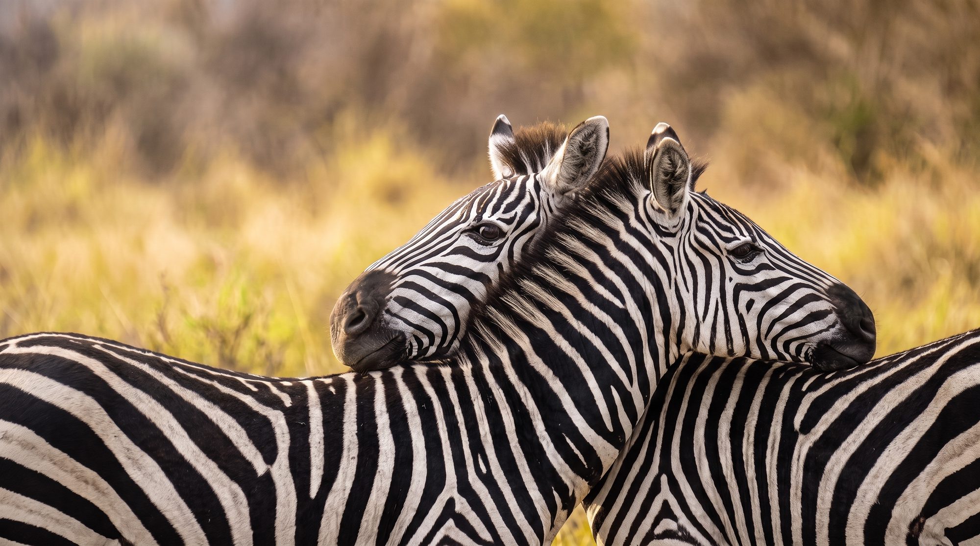 Zwei Zebras stehen dicht beieinander, jedes legt den Kopf auf den Hals des anderen