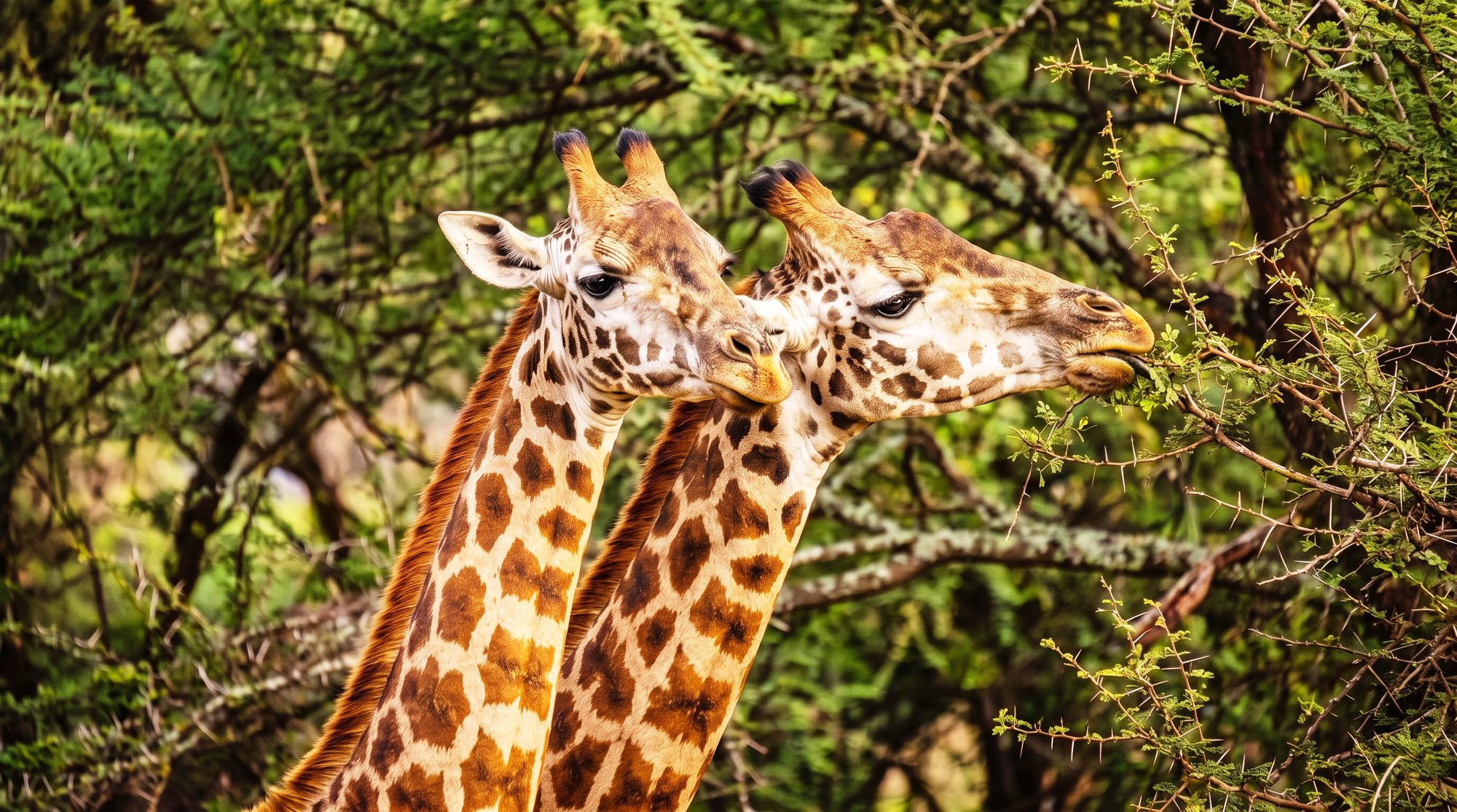 Cabezas y cuellos de dos jirafas ante follaje oscuro, una come de una rama de acacia espinosa