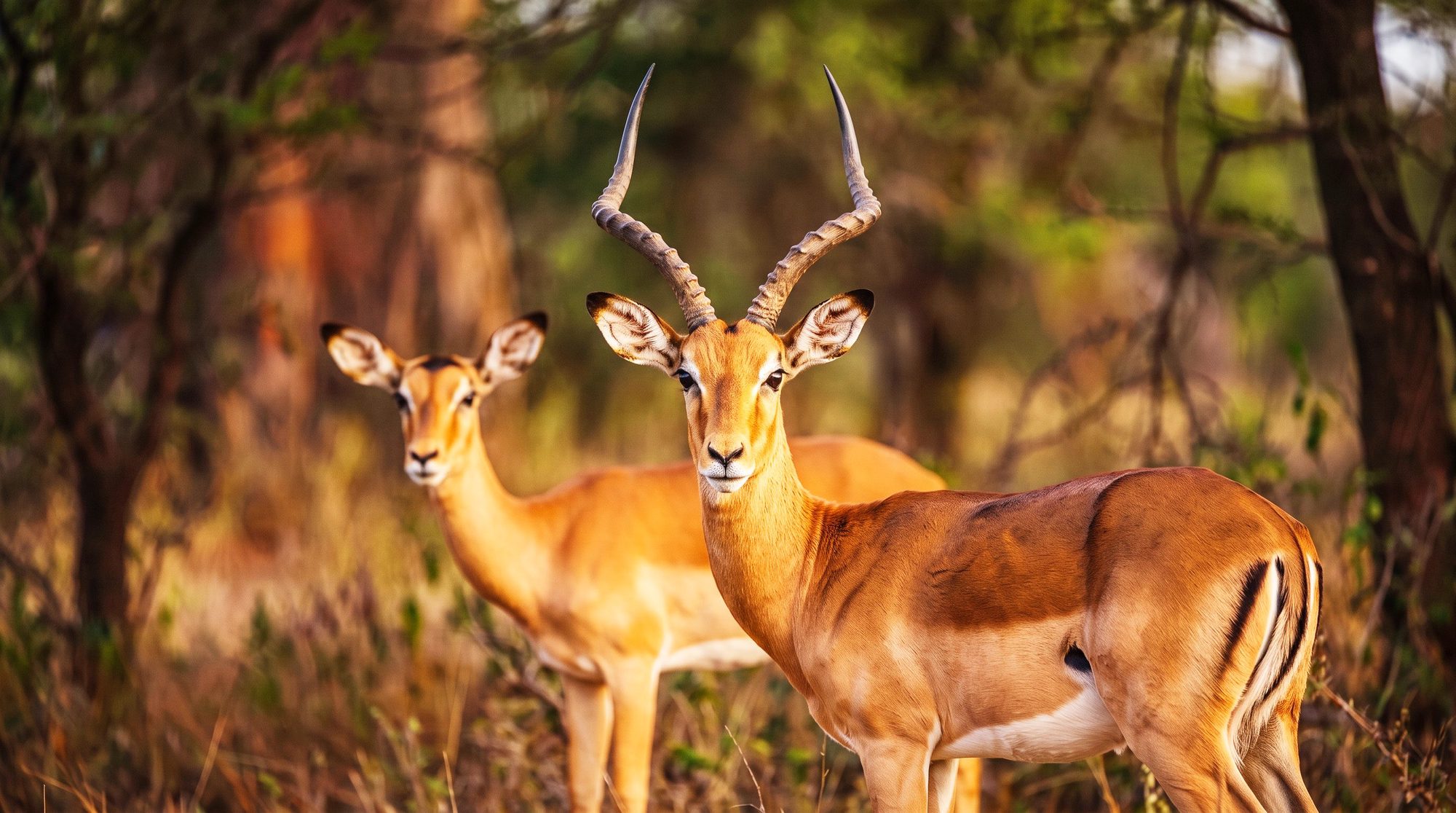 Dos impalas entre arbustos, delante un macho con largos cuernos curvados, detrás un animal sin cuernos