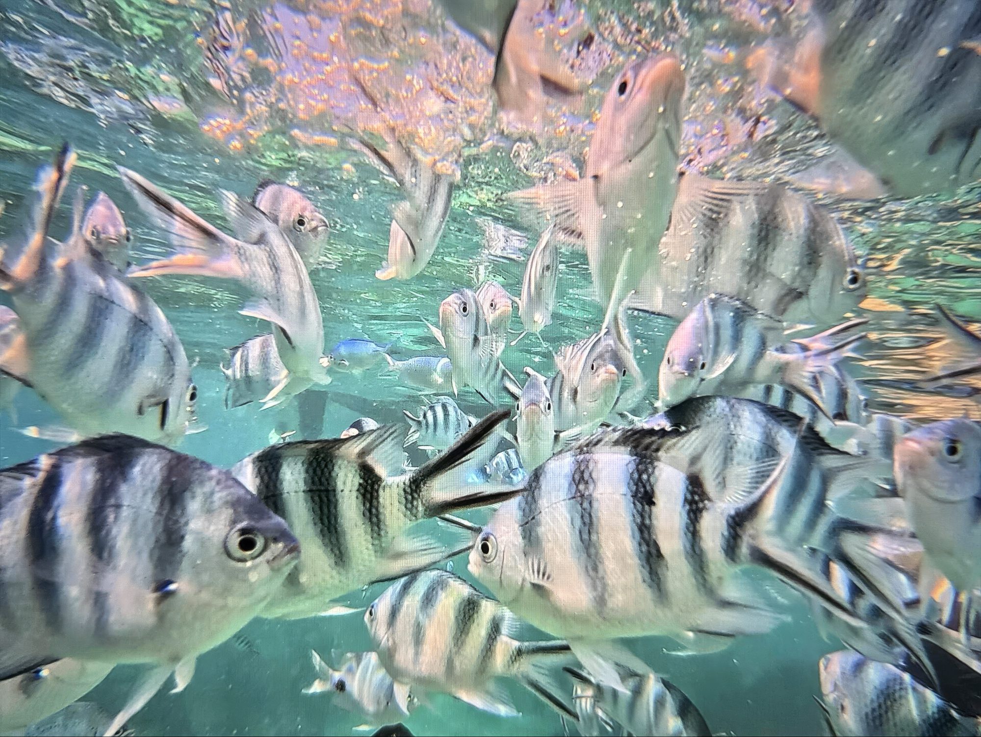 School of fish in the turquoise water off Zanzibar