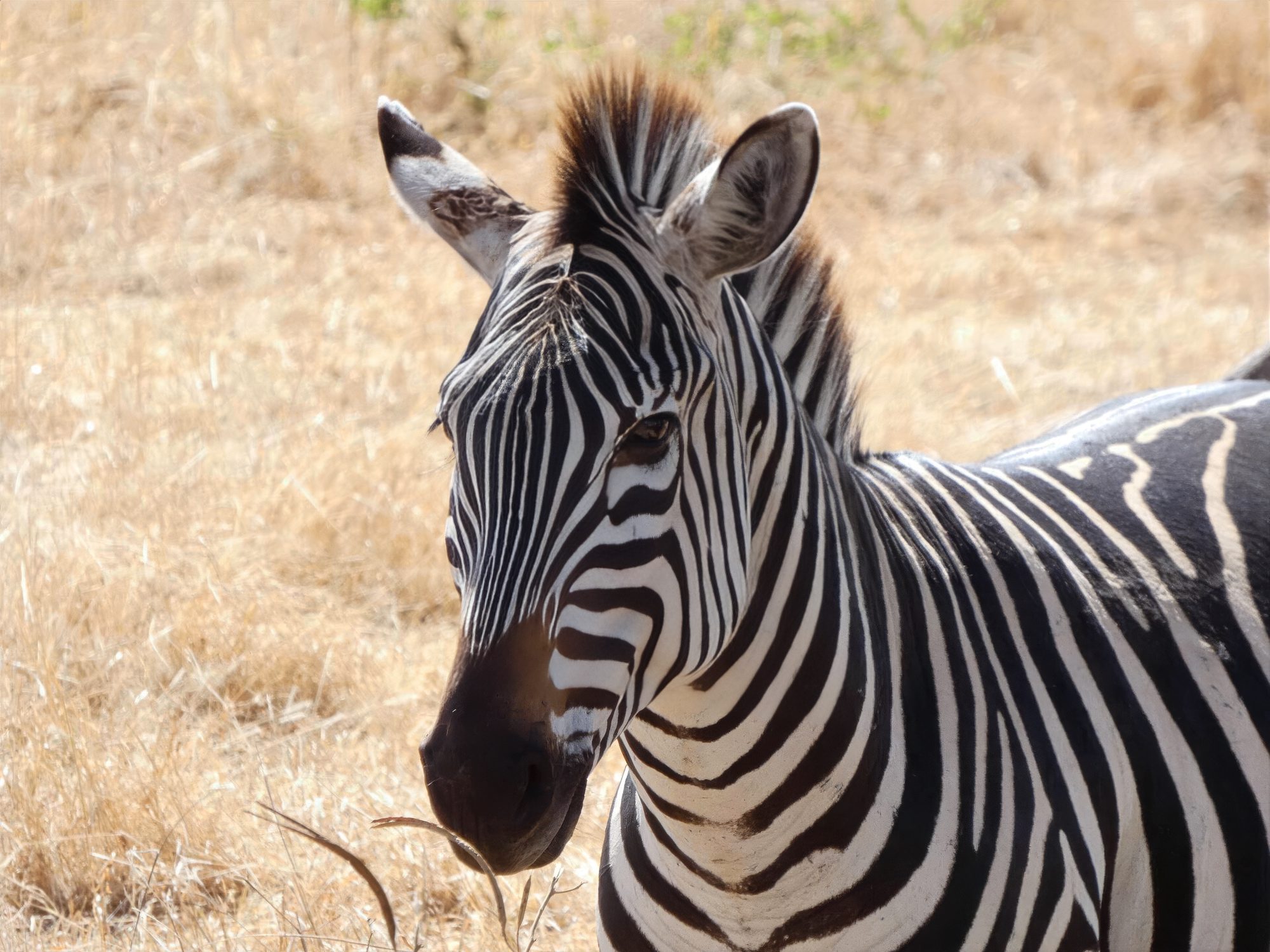 Zebra blickt frontal in die Kamera