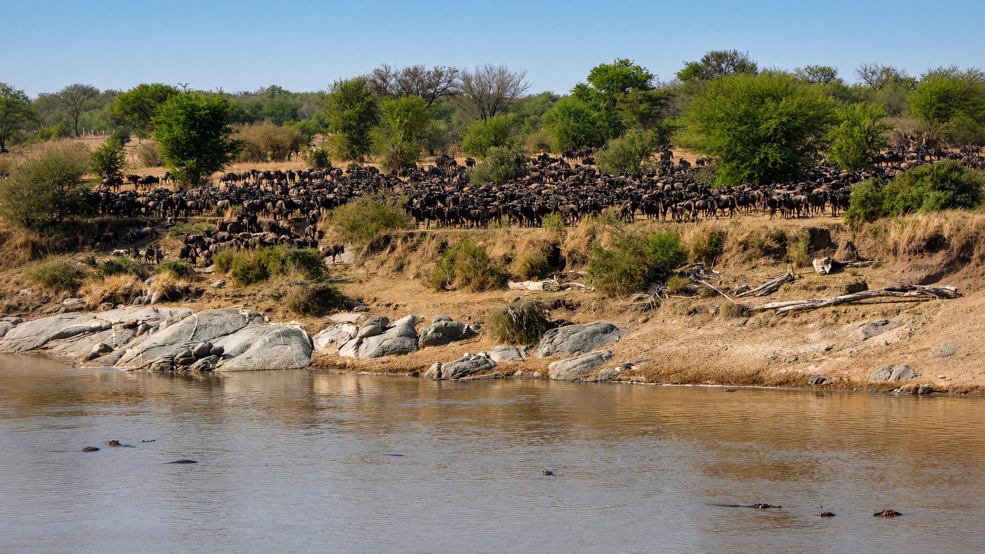 Gnu-Herde am Ufer eines Flusses in der Serengeti