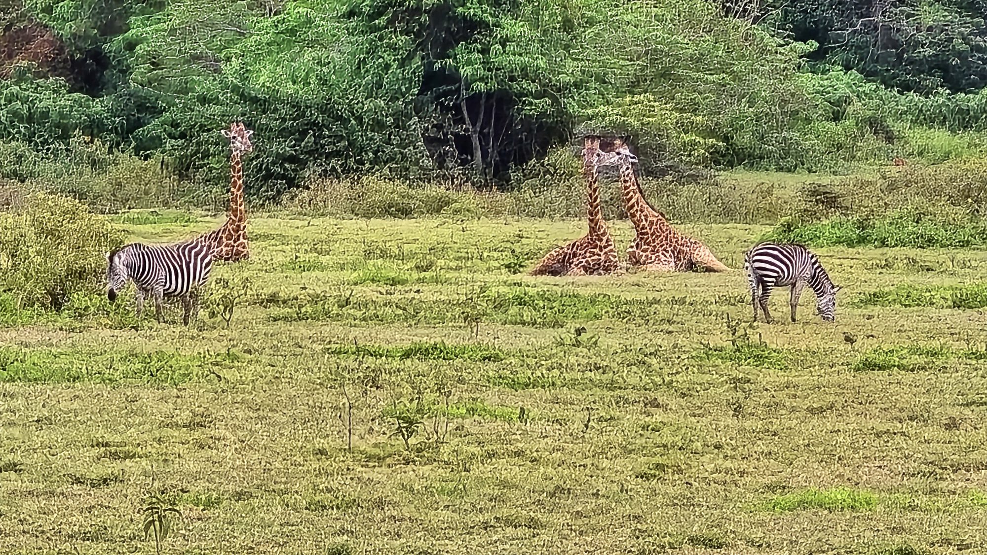 Zebras und Giraffen auf einer grünen Wiese im Arusha-Nationalpark