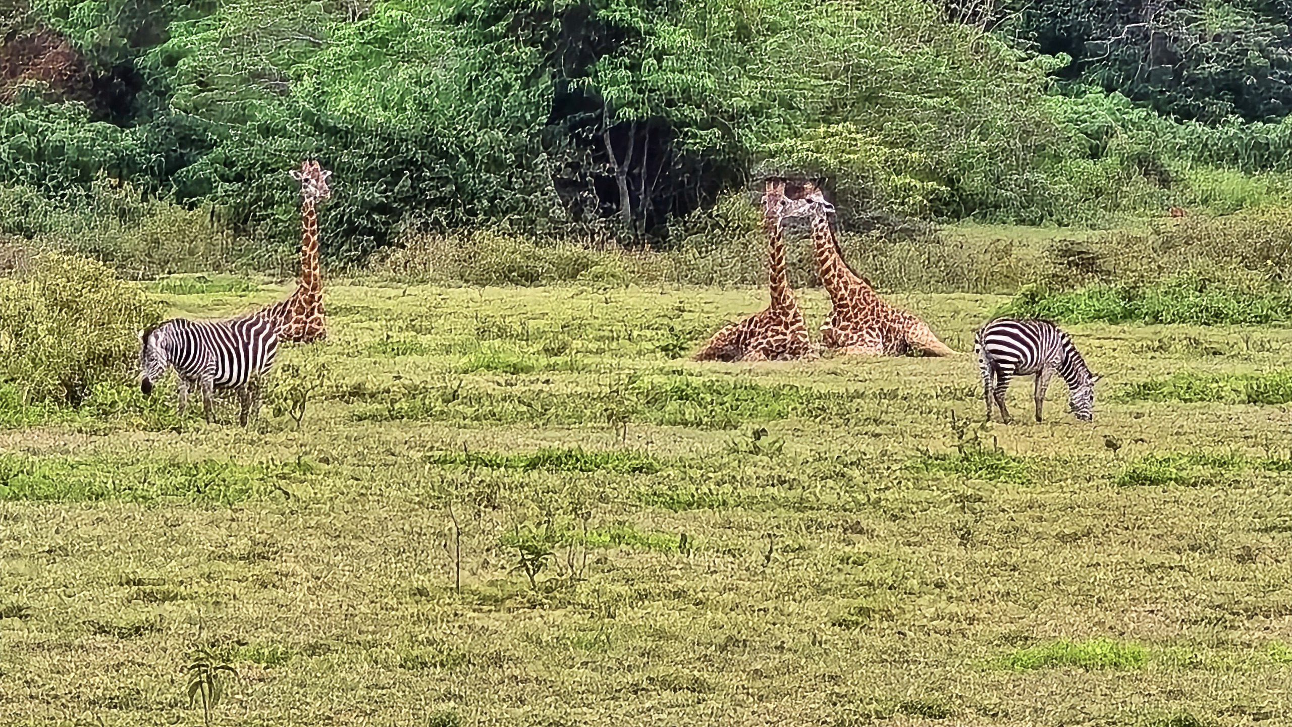 Zebras und Giraffen auf einer grünen Wiese im Arusha-Nationalpark