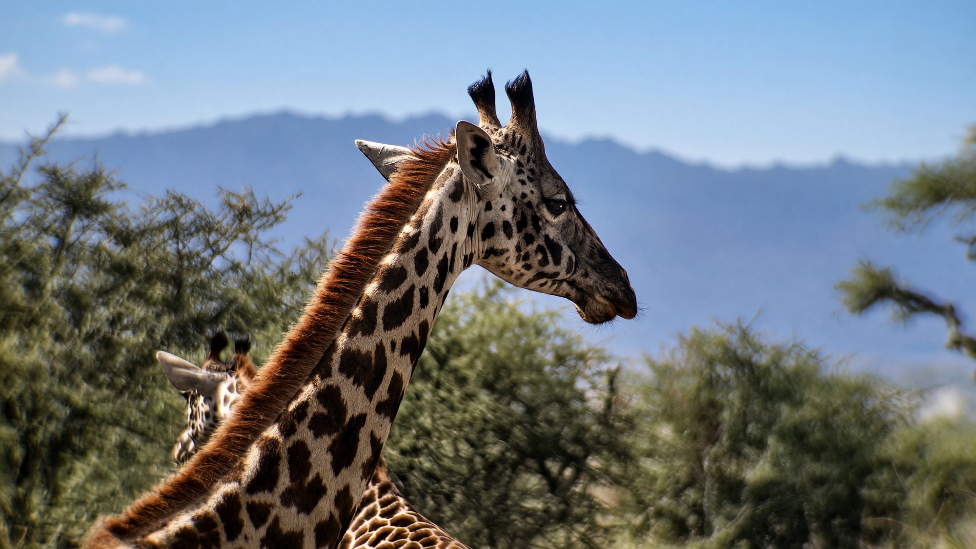 Two giraffes in the savannah with mountains in the background