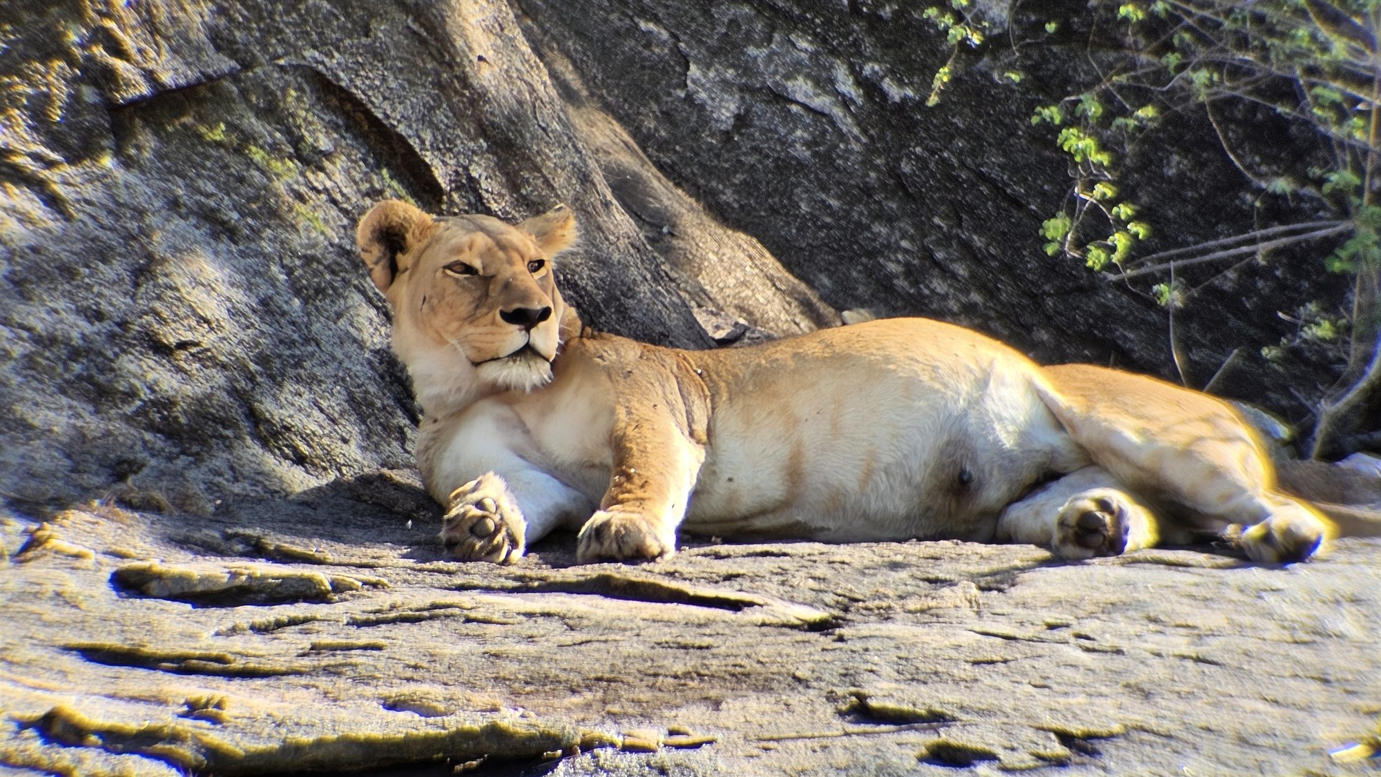 Löwin liegt auf einem Felsen in der Serengeti