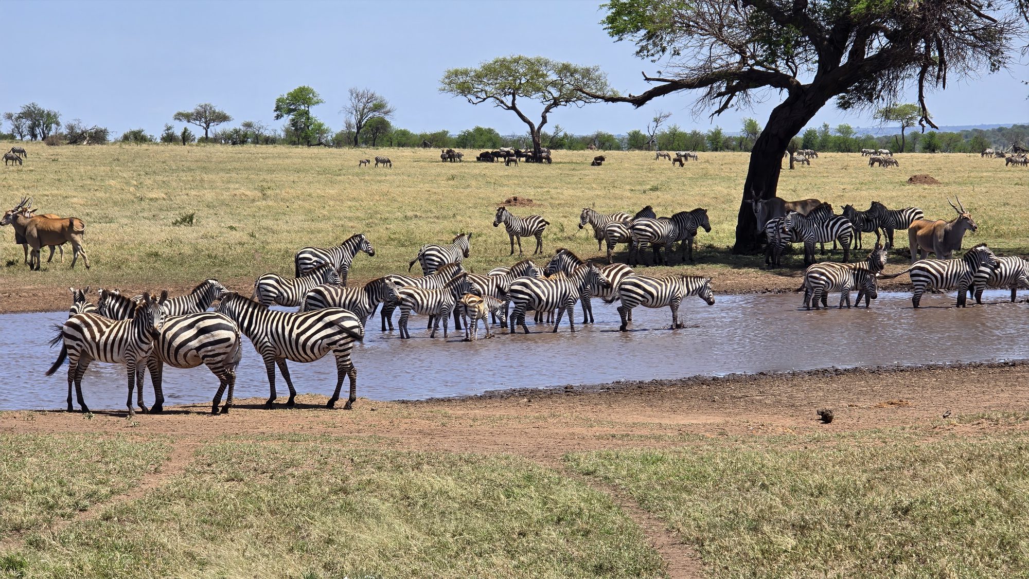 Zebras und Gnus an einer Wasserstelle unter einem Baum in der Serengeti