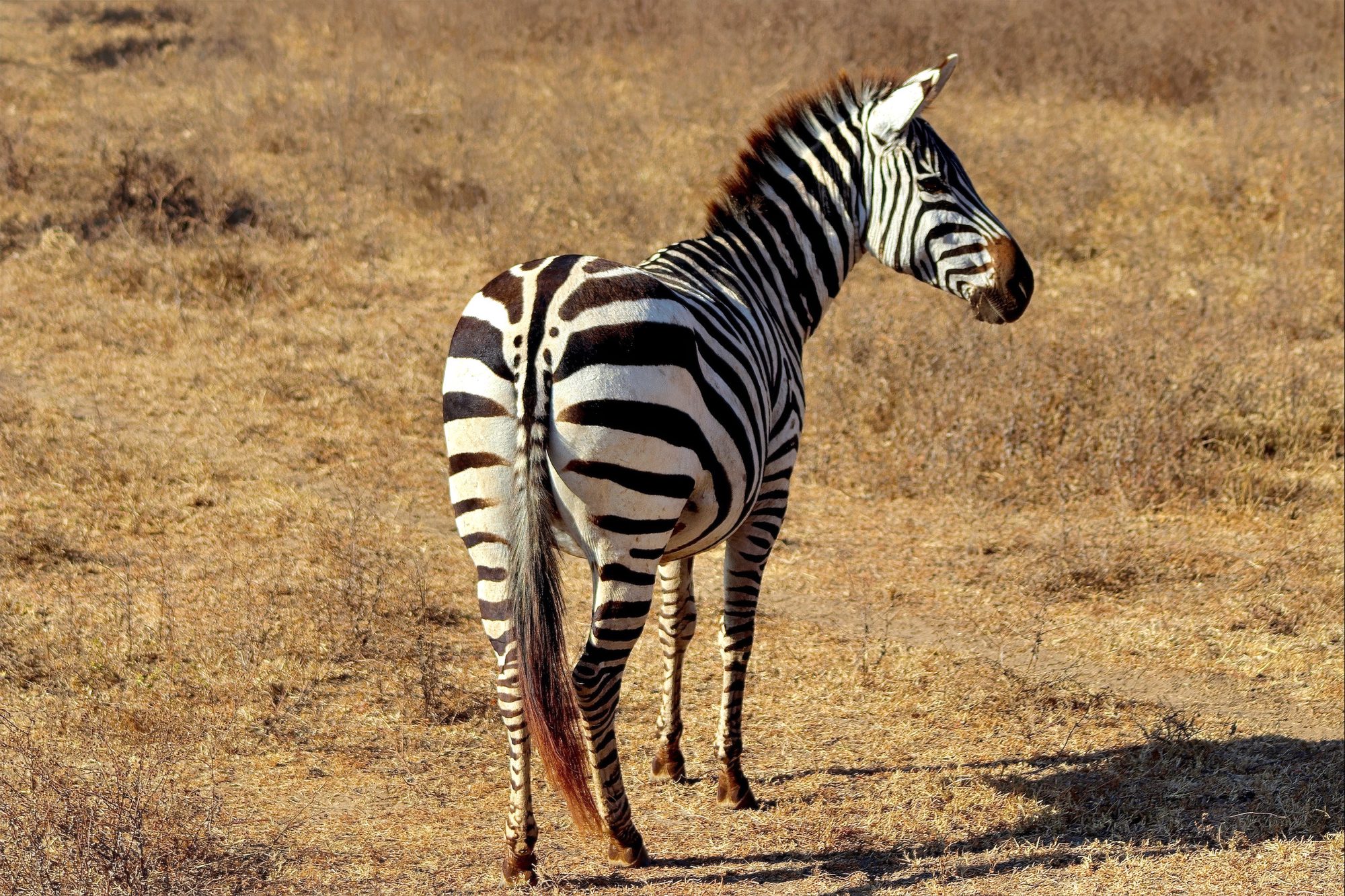 Zebra from behind, head turned back