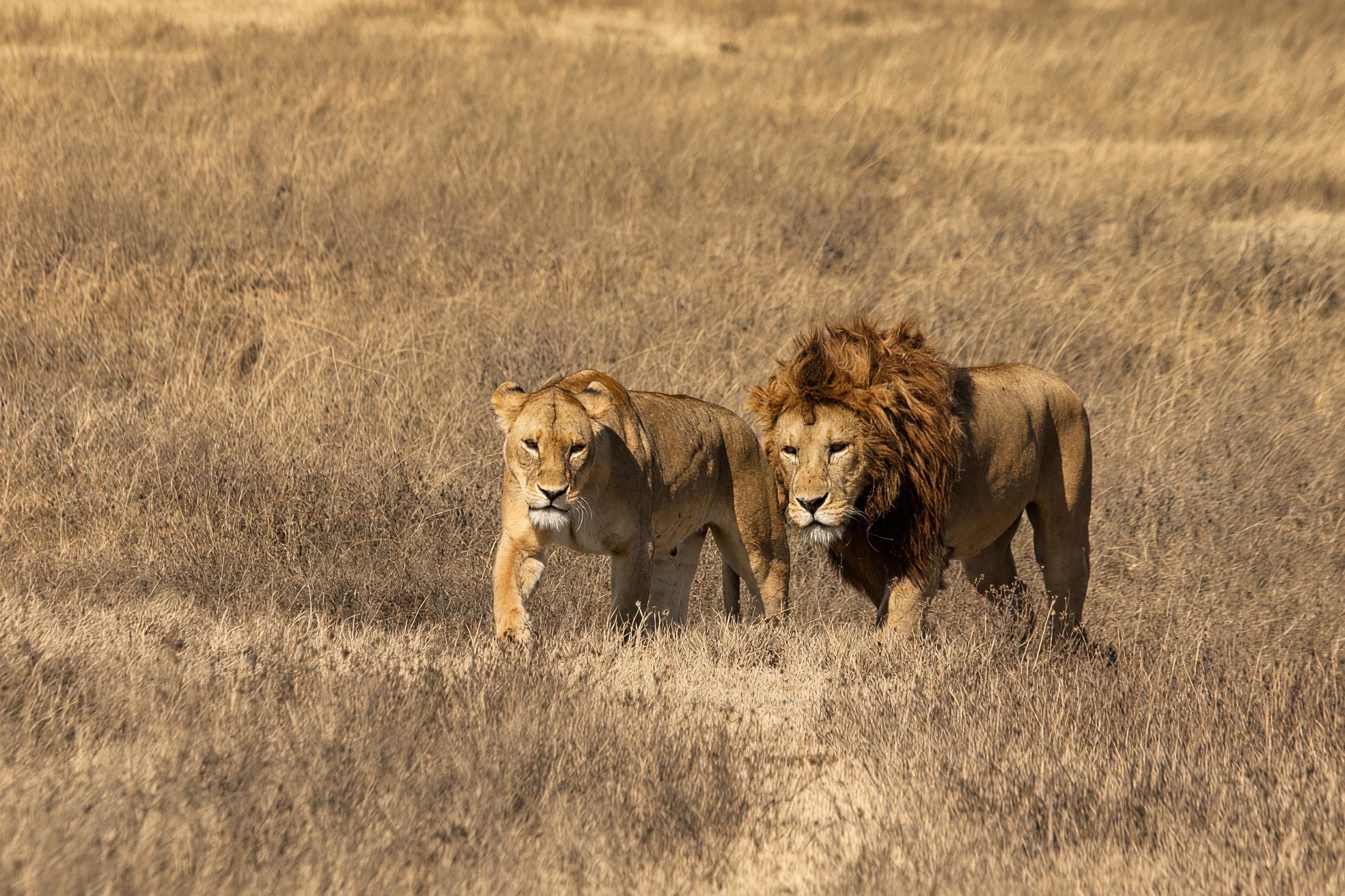 Lion and lioness walking side by side through the grass