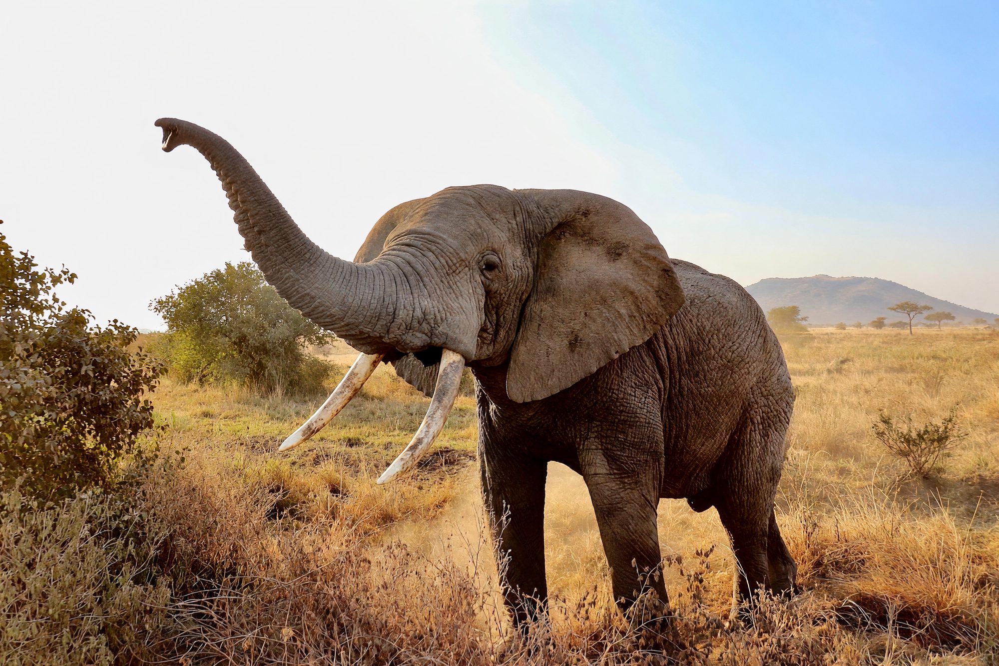 Elefante con la trompa levantada a contraluz