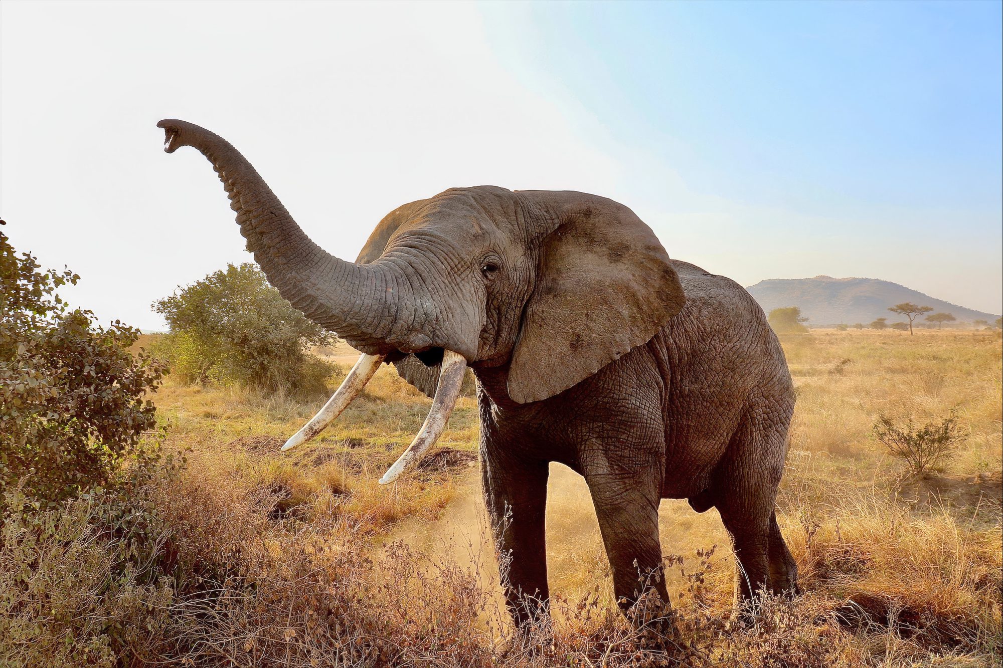 Elefante con la trompa levantada a contraluz