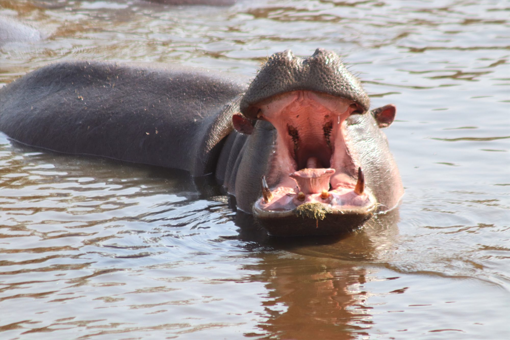 Nilpferd reißt im Wasser das Maul auf