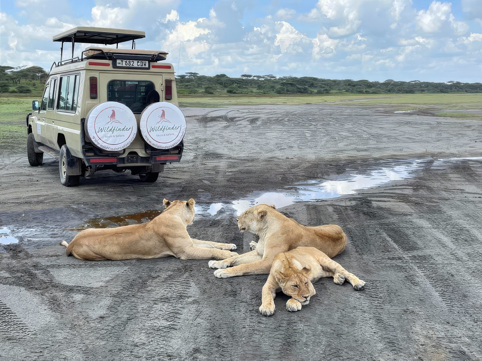 Familia de leones tumbada justo delante de un vehículo de safari