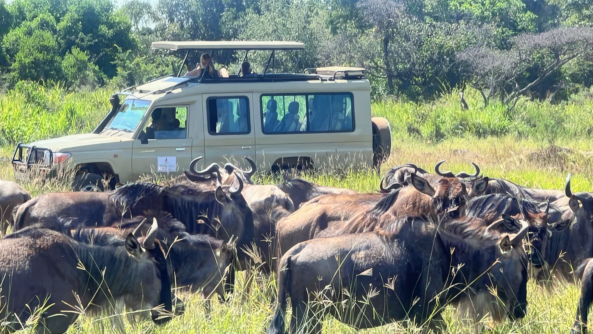 Büffelherde zieht neben einem Safarifahrzeug vorbei