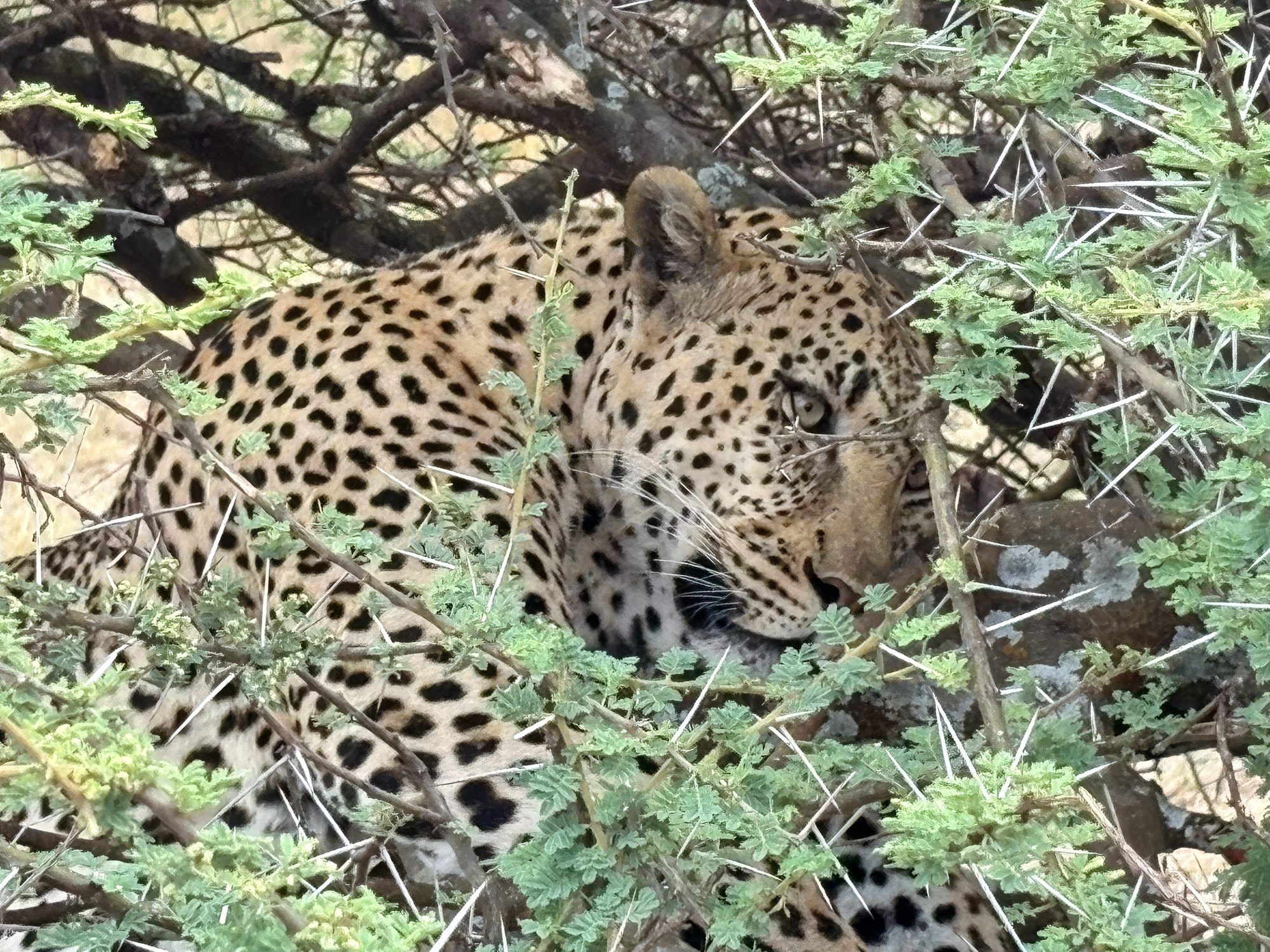 Leopardo tumbado en una acacia