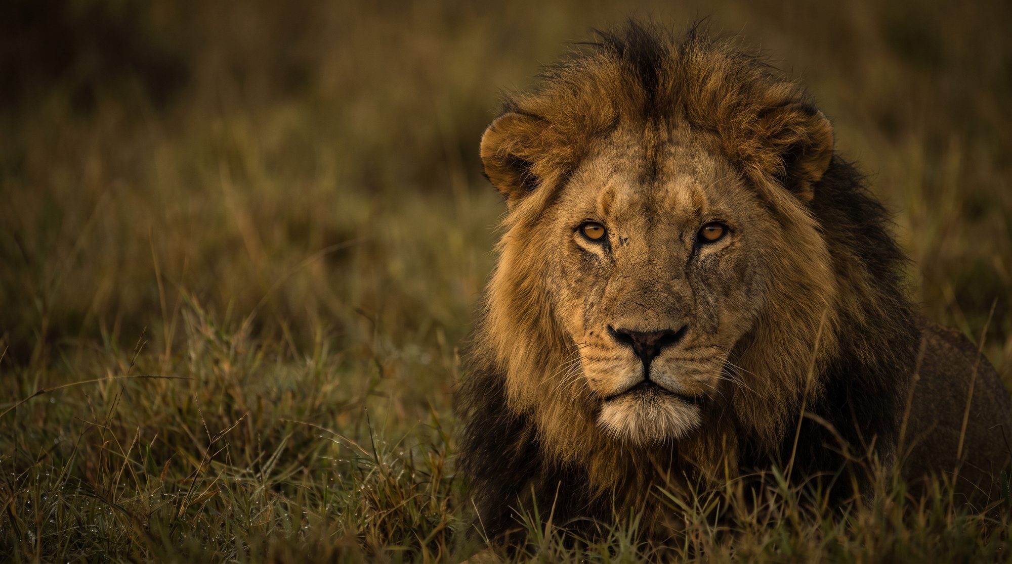 Close-up of a male lion with a dense mane lying in the grass and looking into the camera