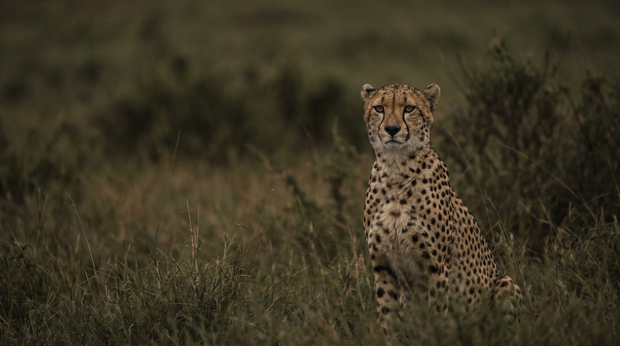 Ein einzelner Gepard sitzt aufrecht im hohen Gras und blickt in die Kamera