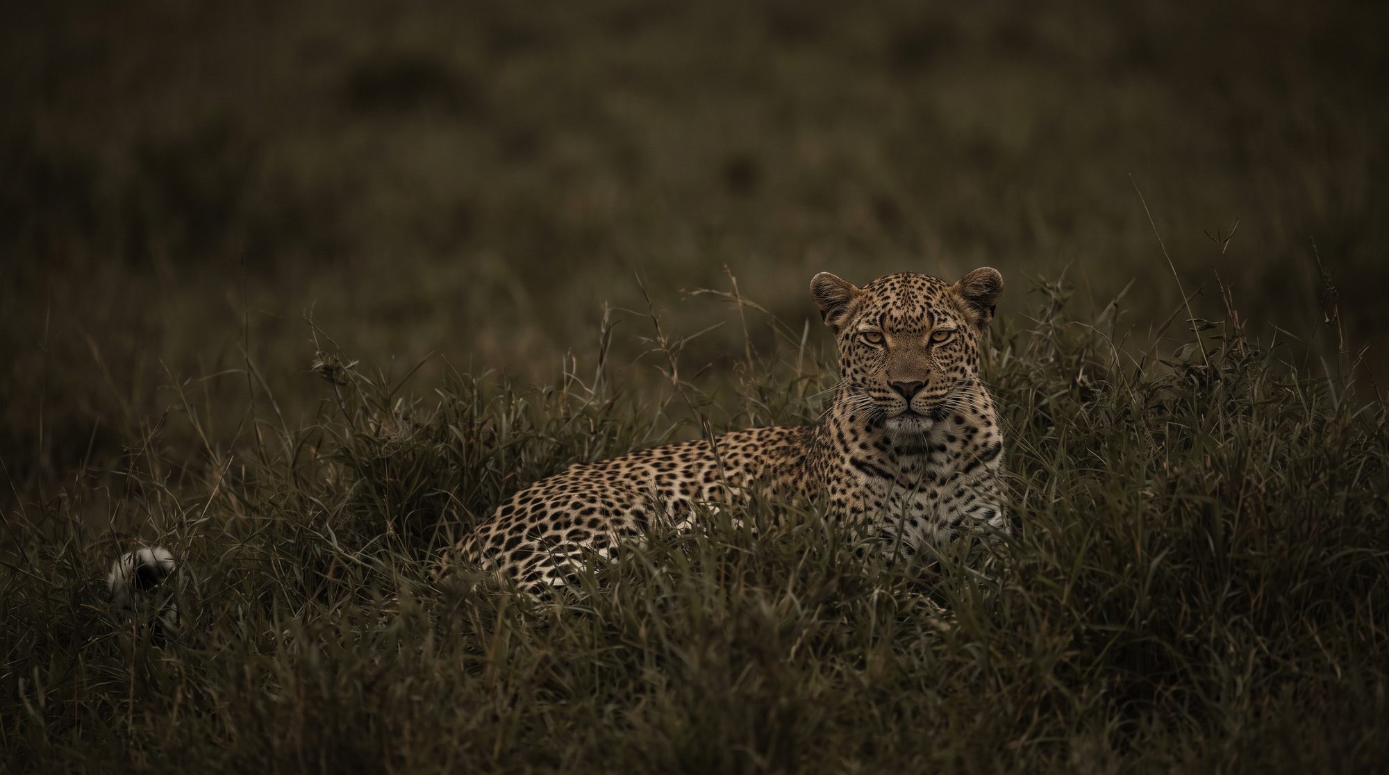 Leopardo tumbado en la hierba alta con la cabeza levantada, mirando a la cámara