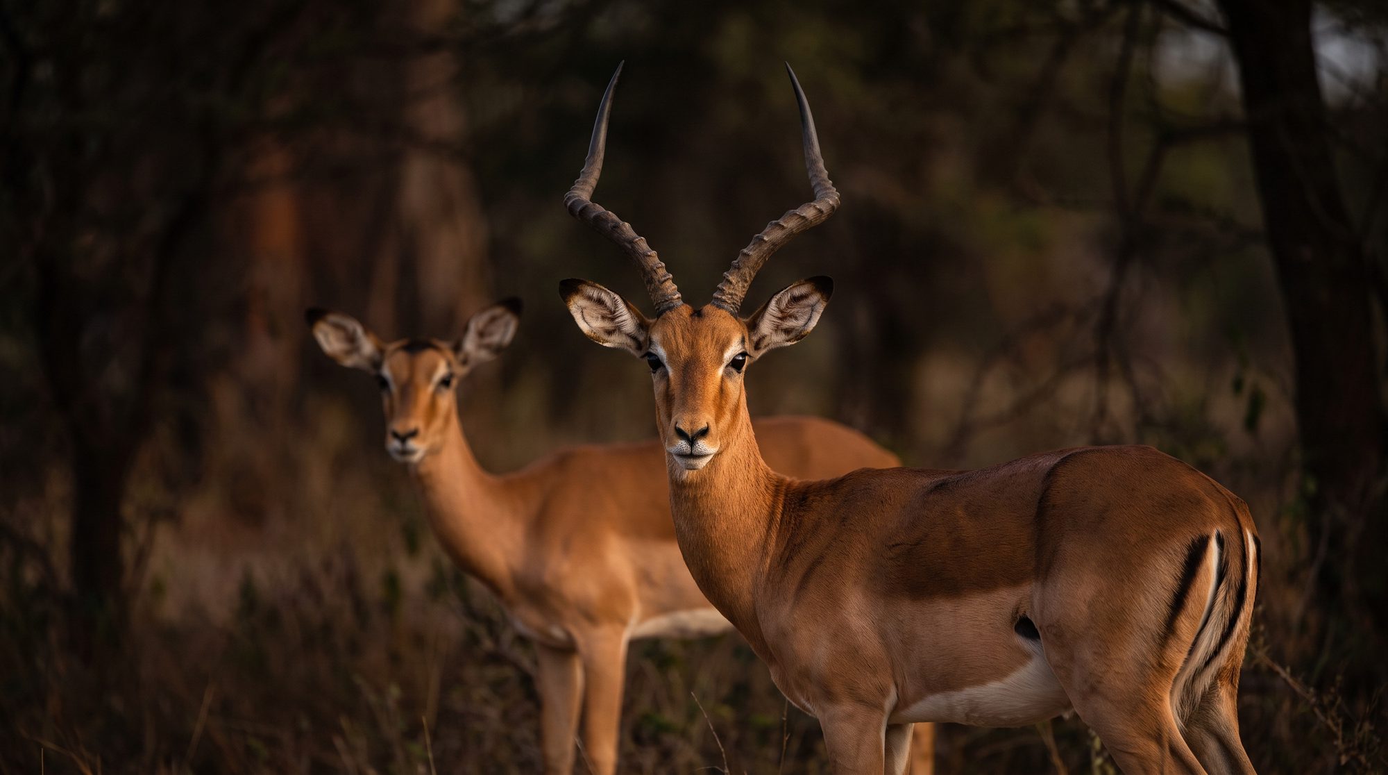 Zwei Impalas im Buschwald, vorne ein Bock mit langen geschwungenen Hörnern, dahinter ein Tier ohne Hörner