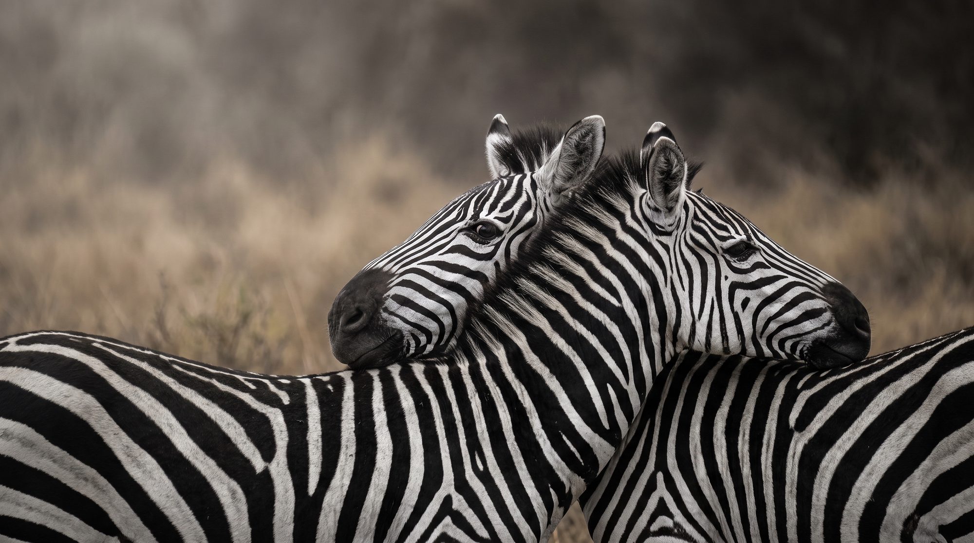 Two zebras standing close together, each resting its head on the other's neck