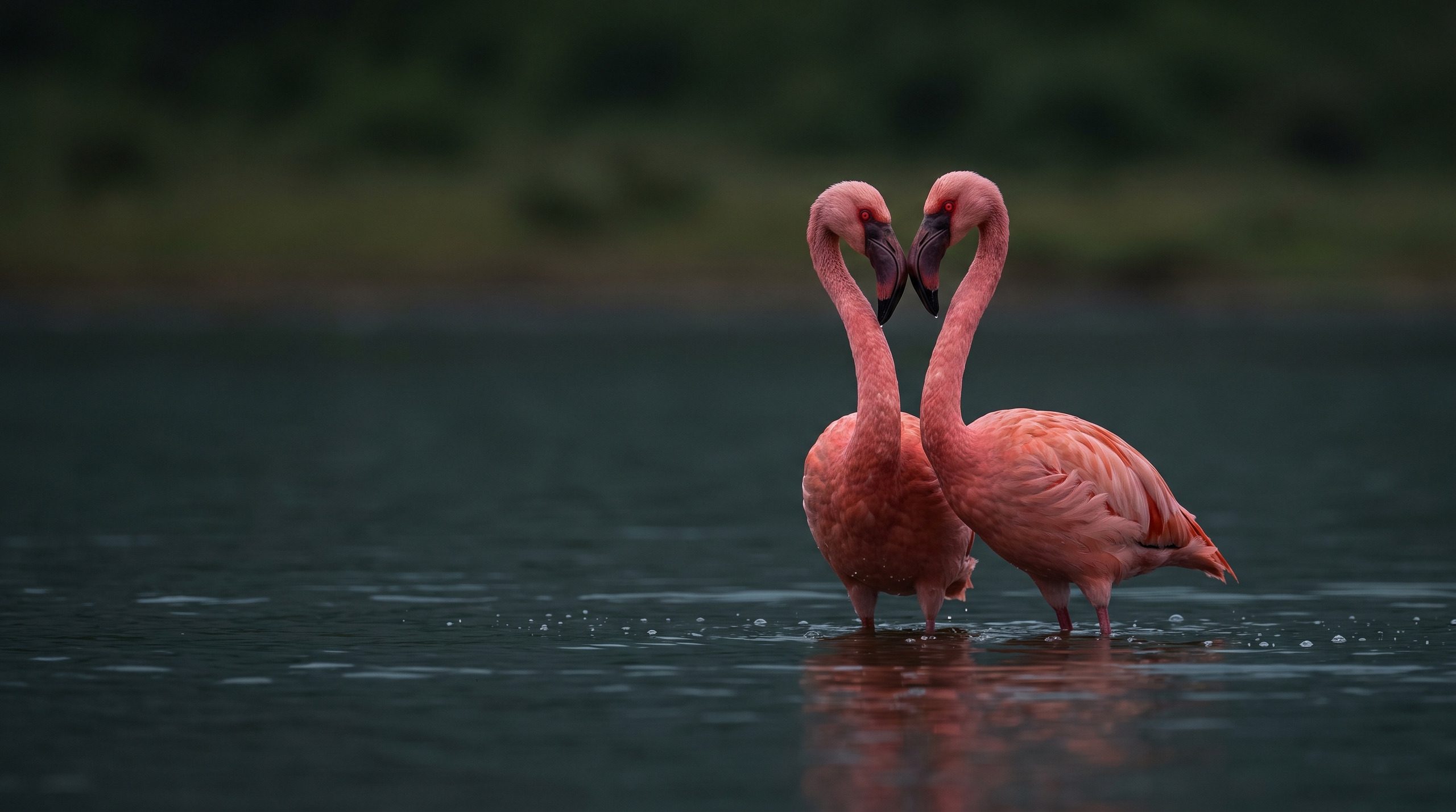 Two pink flamingos facing each other in shallow water, their necks forming a heart shape