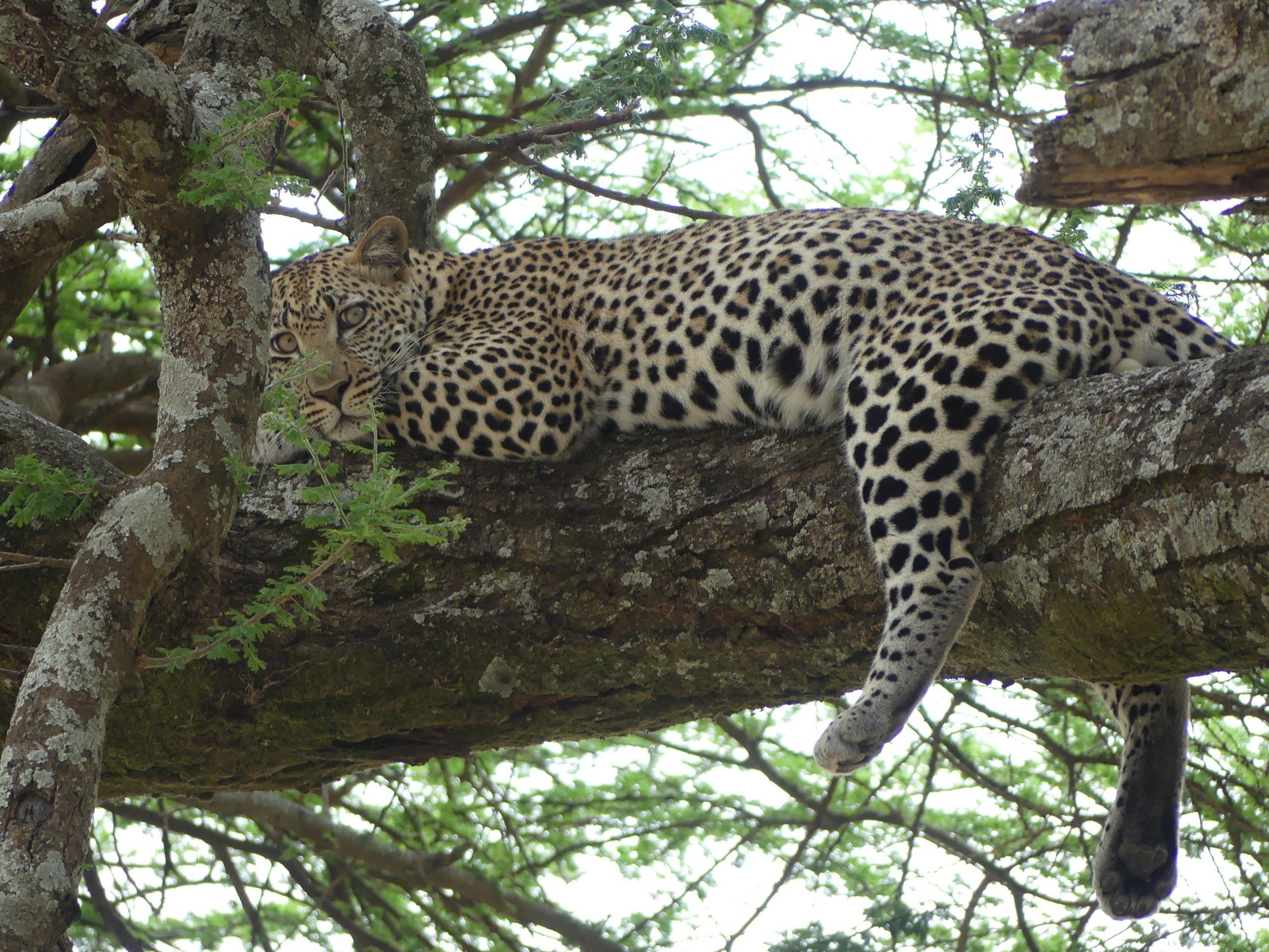 Leopardo tumbado y estirado sobre una rama gruesa en una acacia
