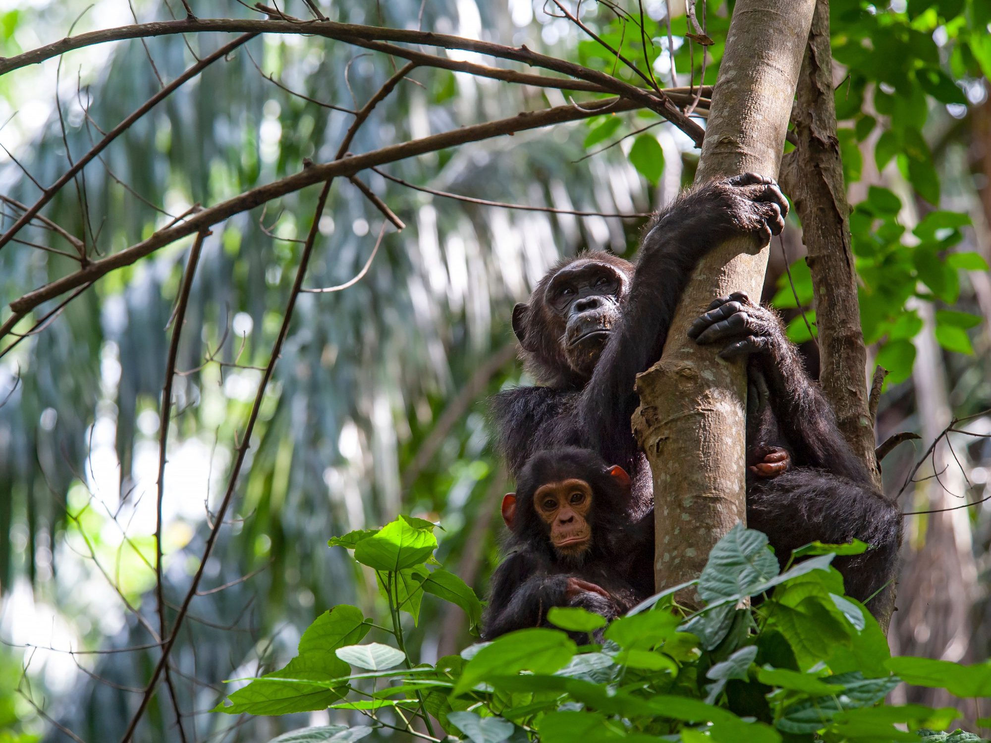Chimpancé adulto aferrado al tronco, su cría sentada delante, en el Parque Nacional de Gombe Stream