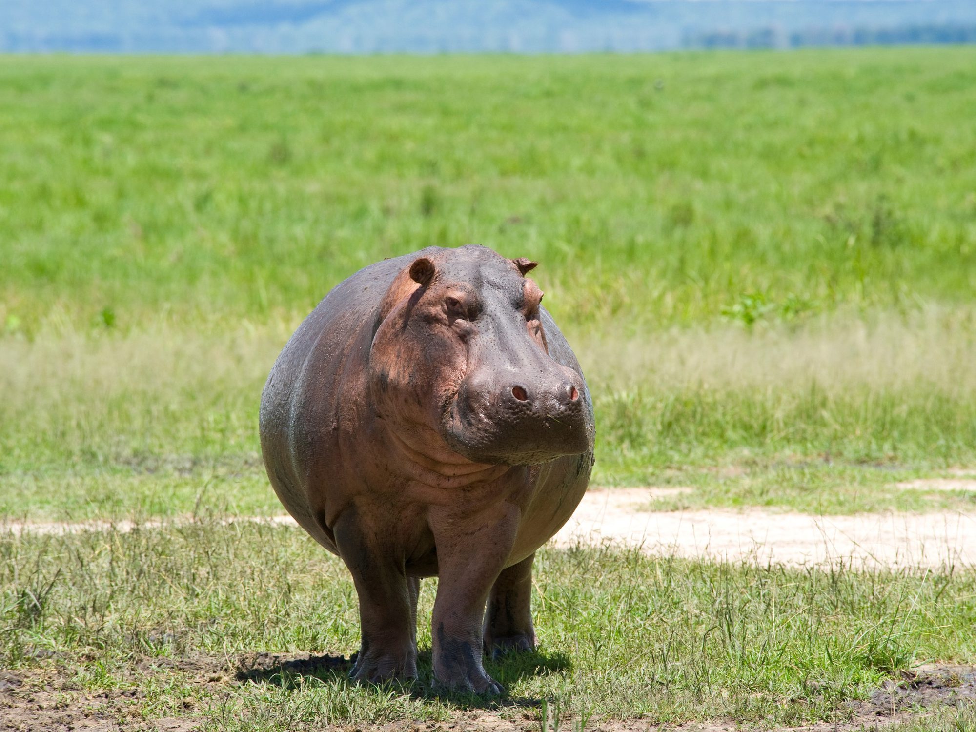 Ein Flusspferd steht frontal auf kurzem Gras, dahinter eine grüne Grasebene im Katavi-Nationalpark