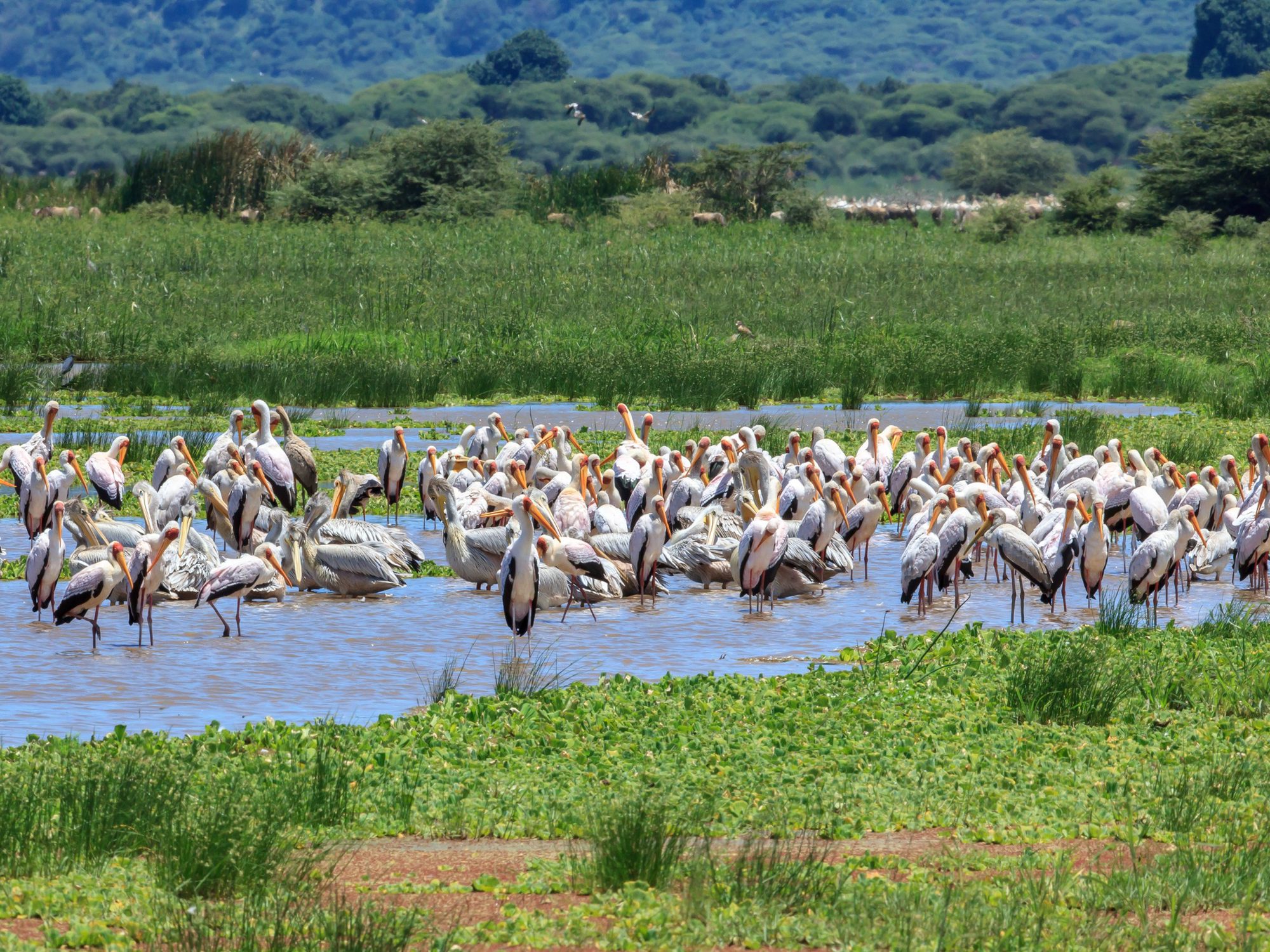 Große Schar Gelbschnabelstörche und Pelikane im Flachwasser des Lake-Manyara-Nationalparks