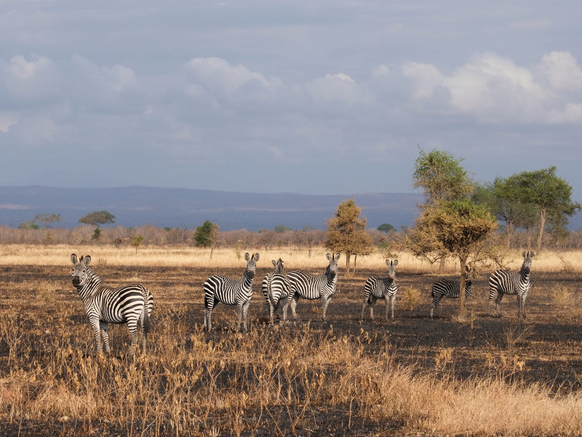 Sieben Steppenzebras in teils abgebranntem Gras, dahinter eine Bergkette im Mikumi-Nationalpark