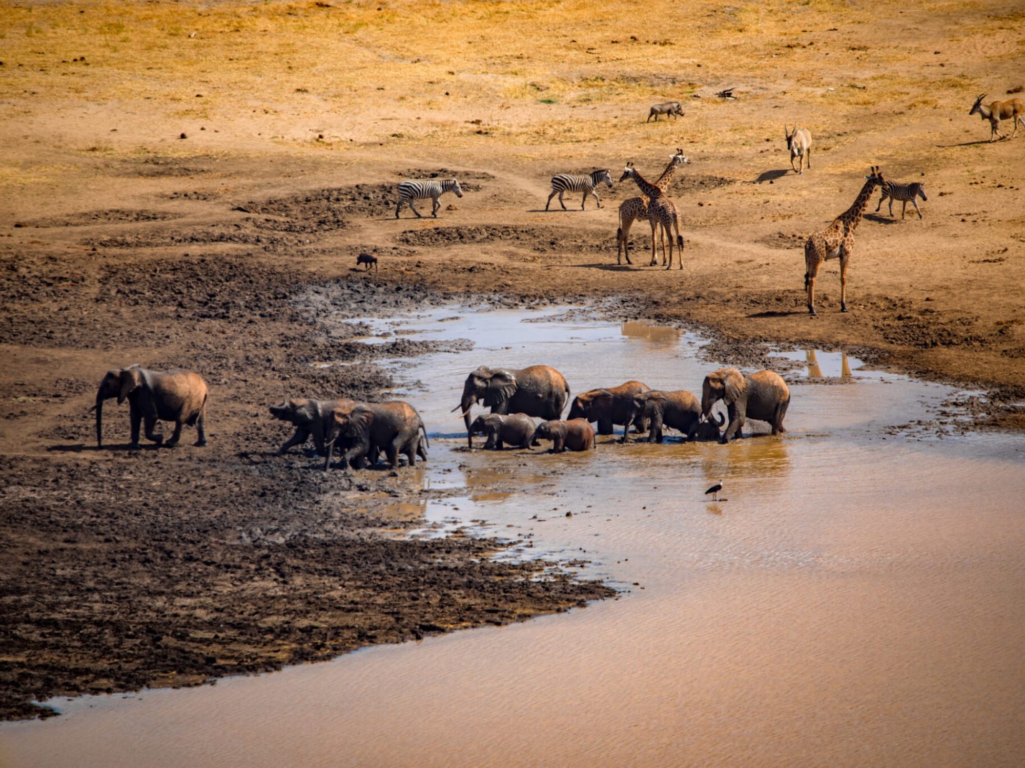 Rund zehn Elefanten mit Jungtieren baden an einer schlammigen Wasserstelle im Mkomazi-Nationalpark