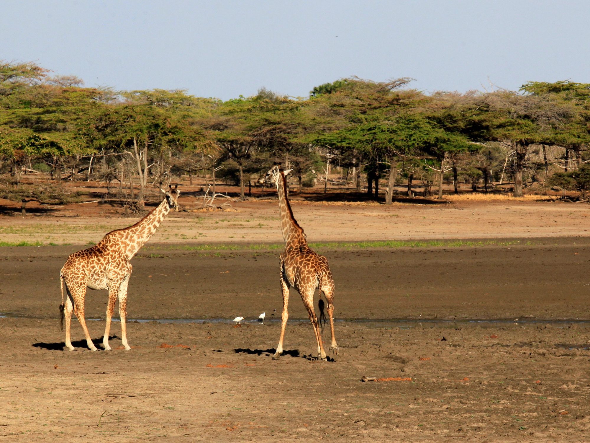 Zwei Massai-Giraffen und zwei weiße Reiher an einer schlammigen Wasserstelle im Nyerere-Nationalpark