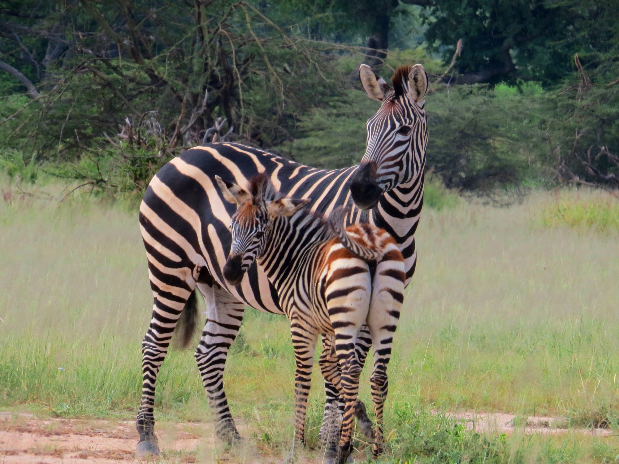 Steppenzebra mit Fohlen in hohem grünem Gras im Ruaha-Nationalpark