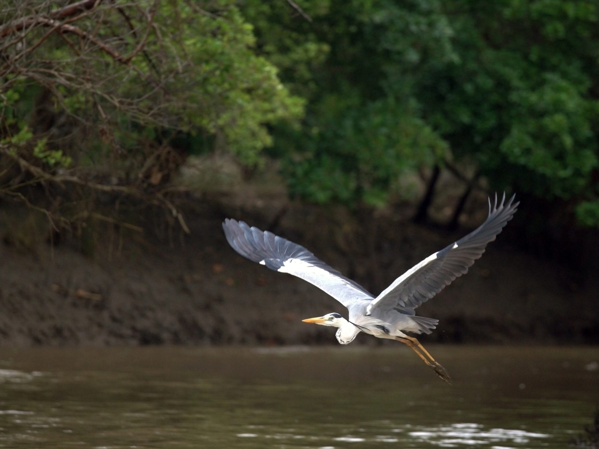 Graureiher fliegt dicht über braunem Flusswasser im Saadani-Nationalpark